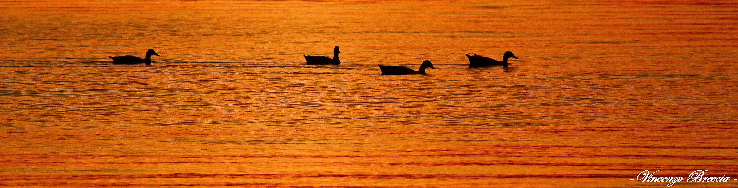 quattro amici al ...tramonto