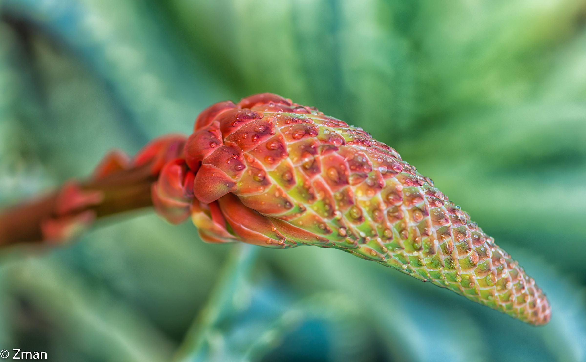 Aluvera Under The Rain