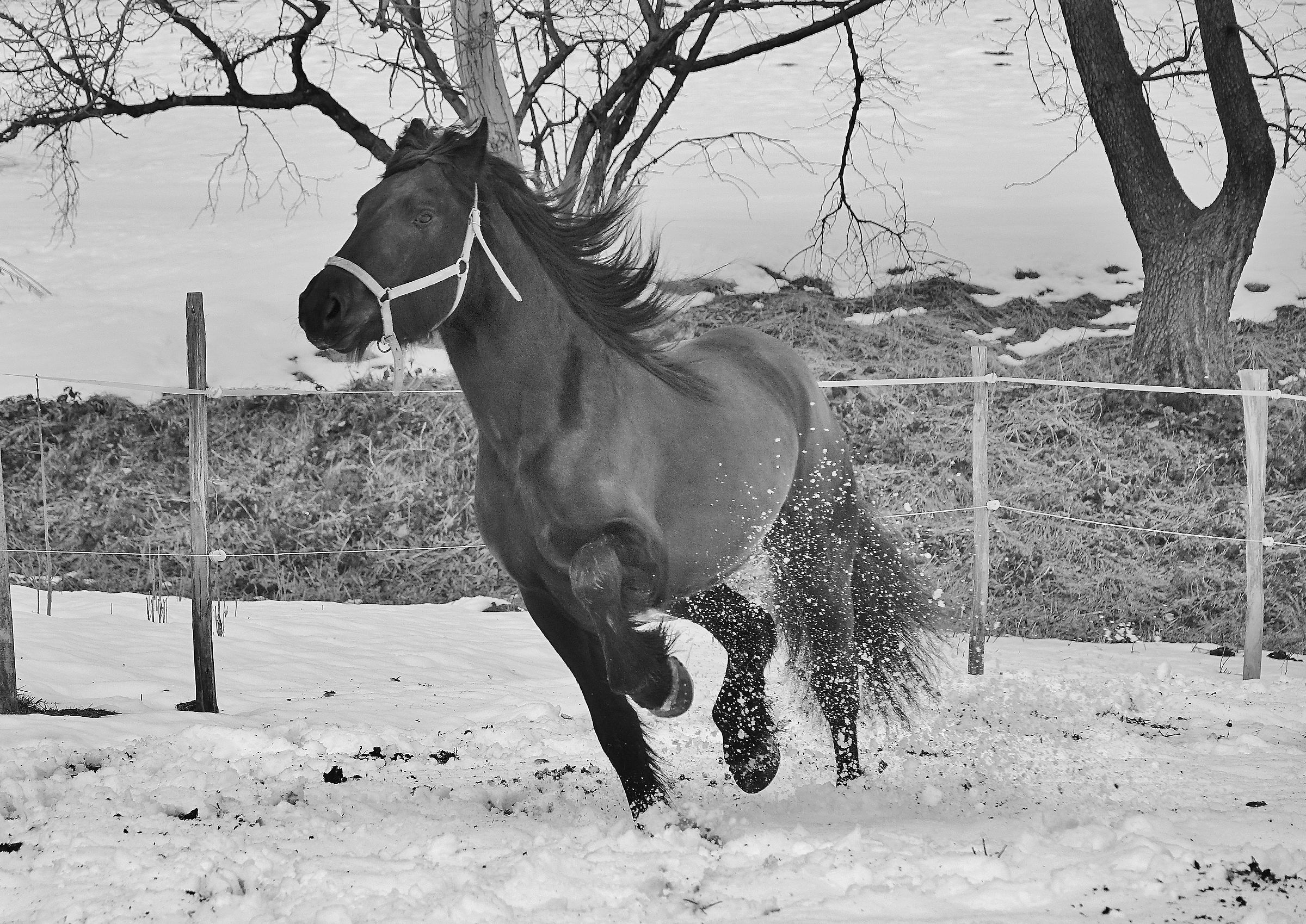 .. I melt the braids and the horses... they run...