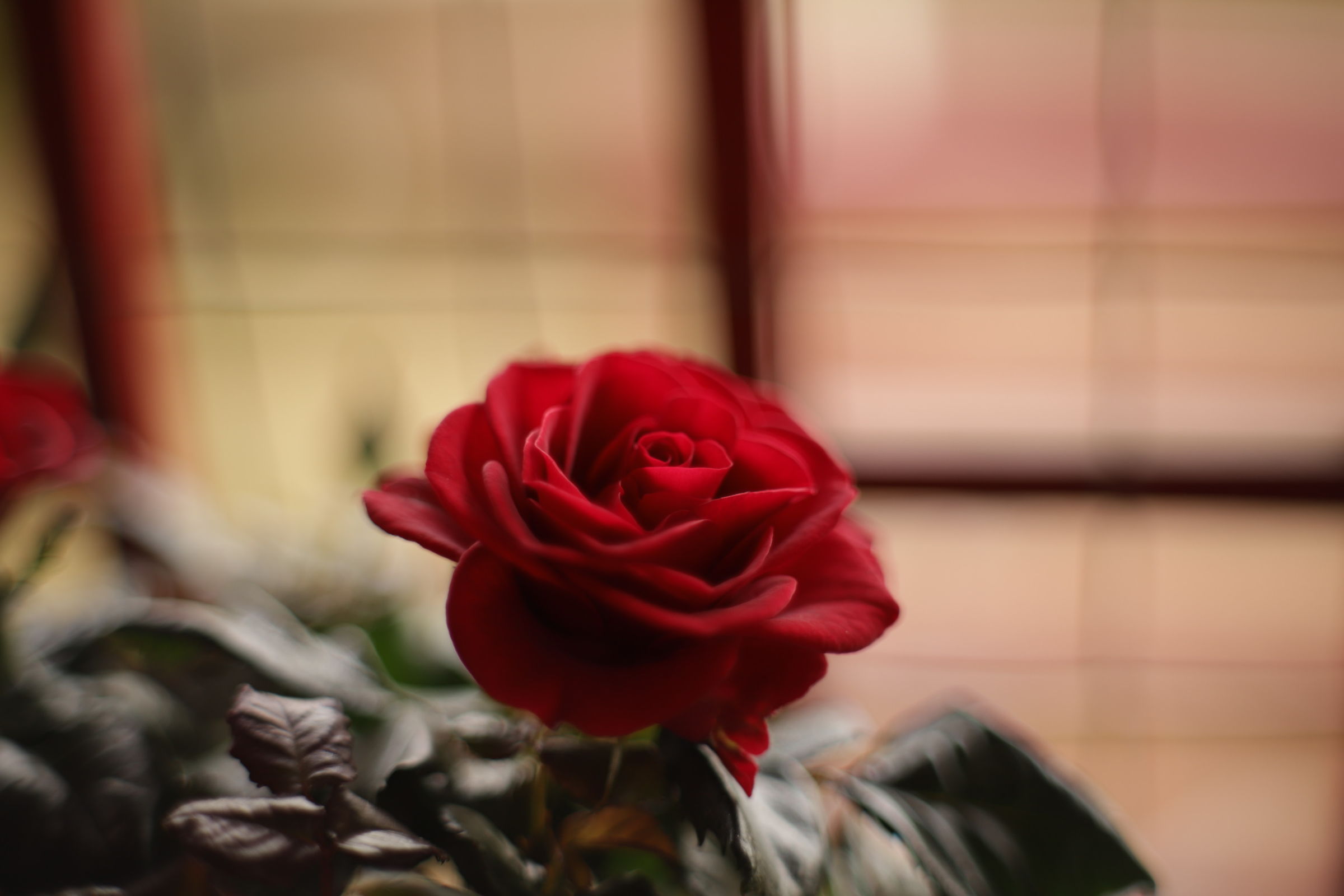 Try Takumar 50 1.4 with T2 reduction