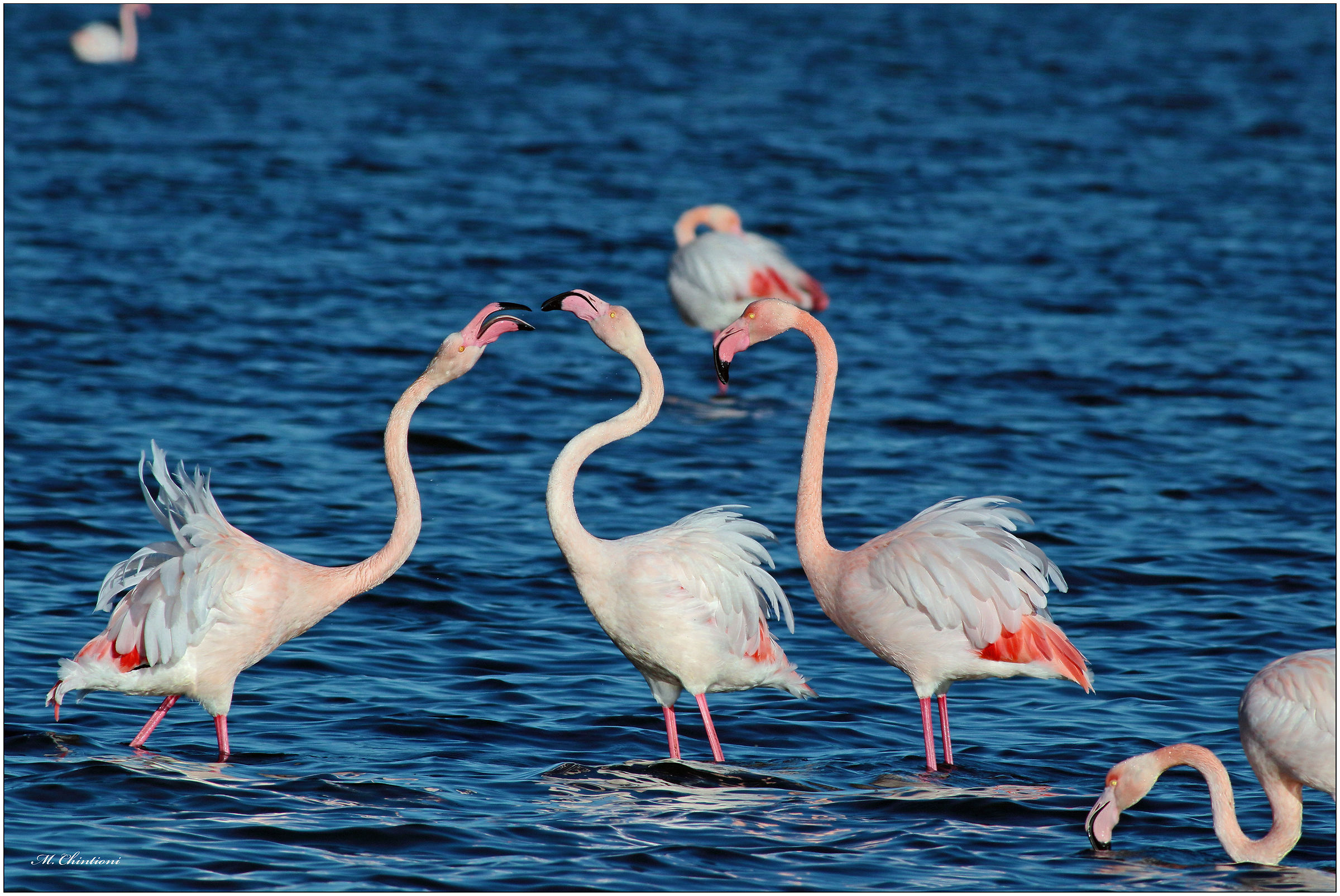 Flamingos