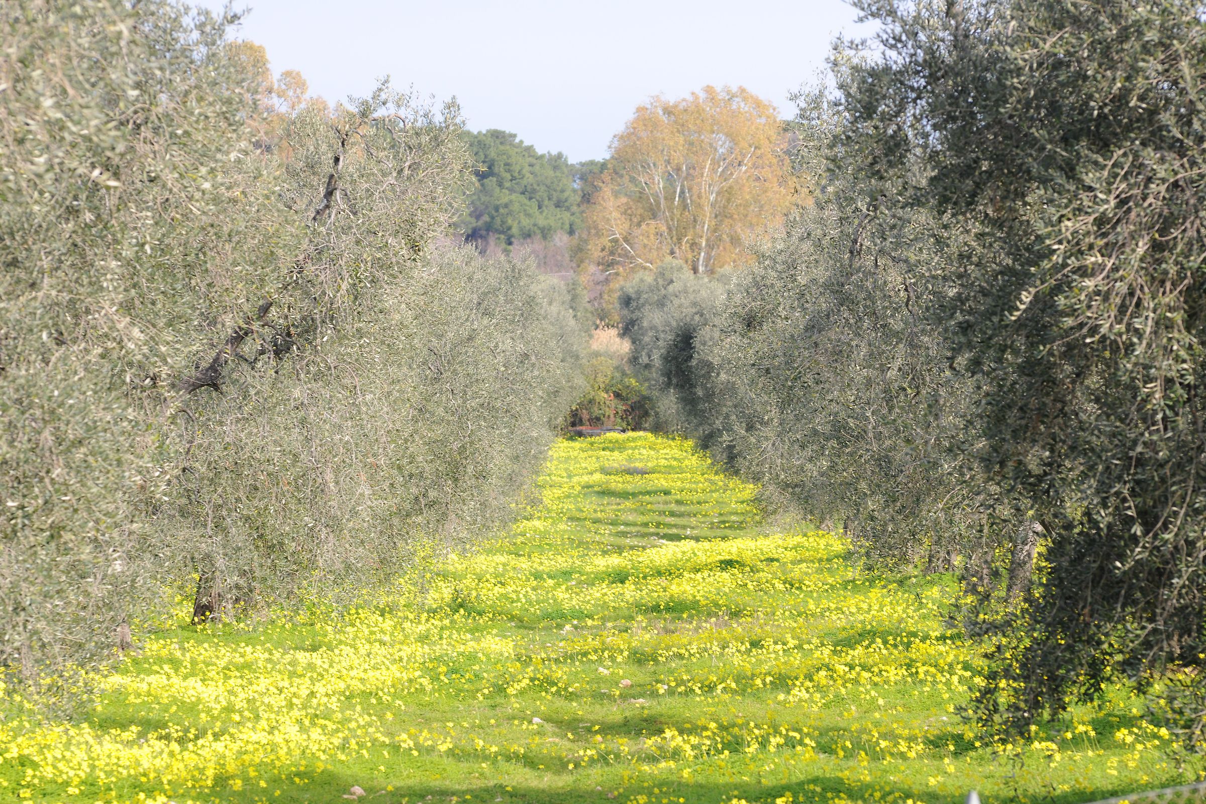 Olive trees in winter
