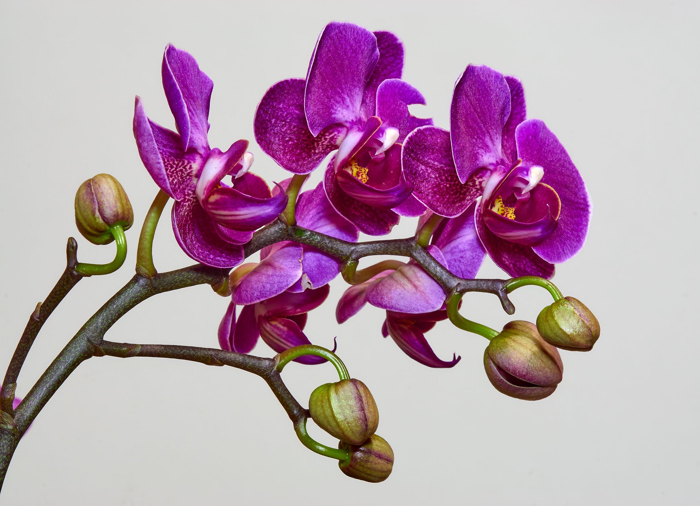 Orchid (First Test)