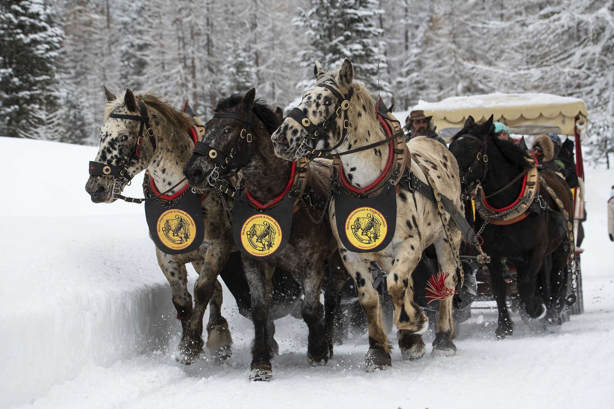 In viaggio con la quatto cavalli..