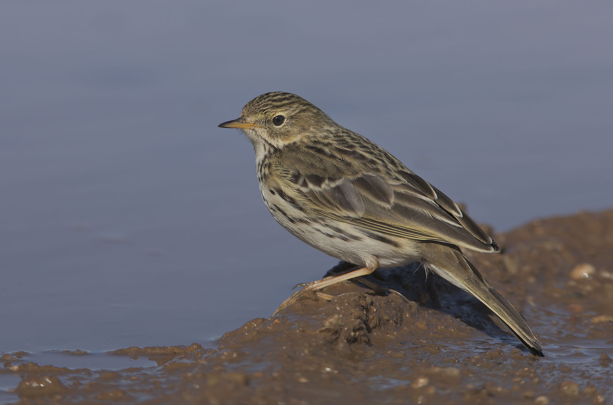 spioncello (anthus spinoletta)