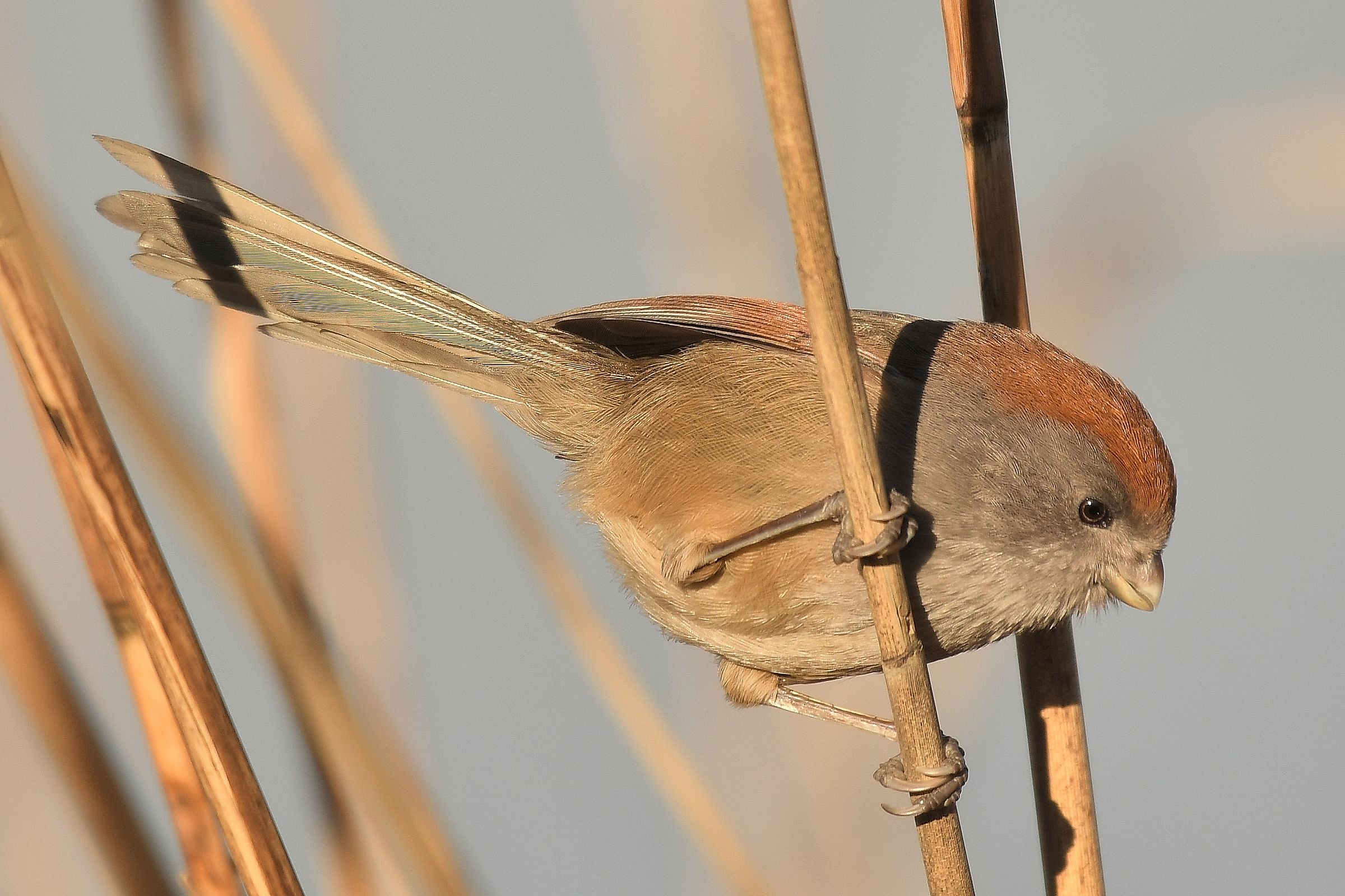 Paradoxornis webbianus