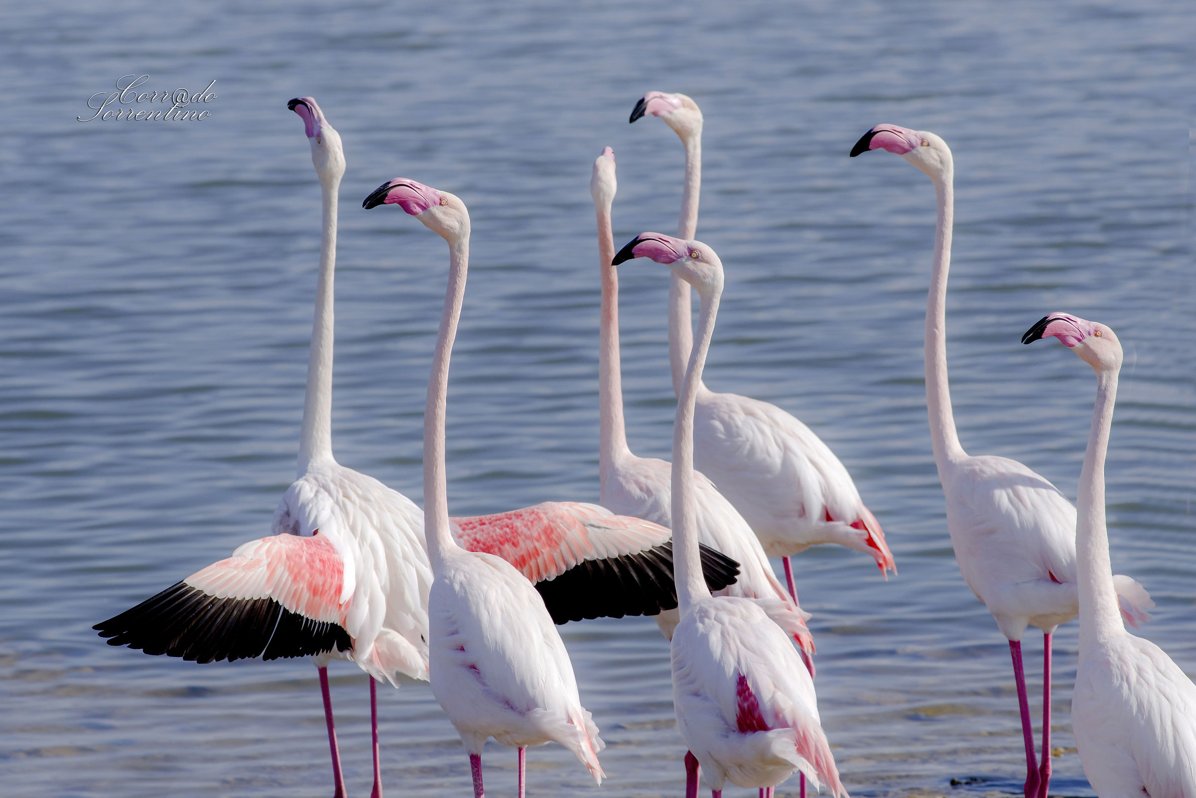 Parata di corteggiamento