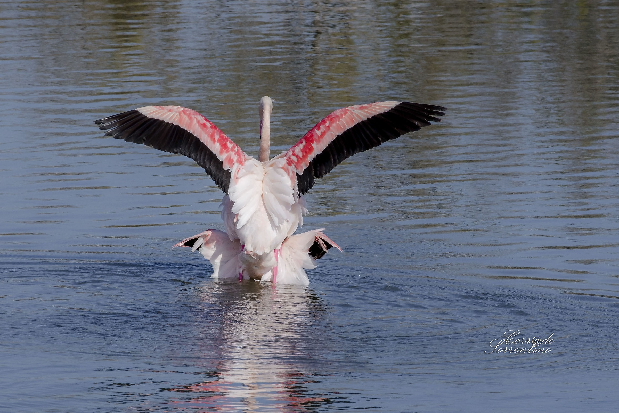 Primi accoppiamenti stagionali