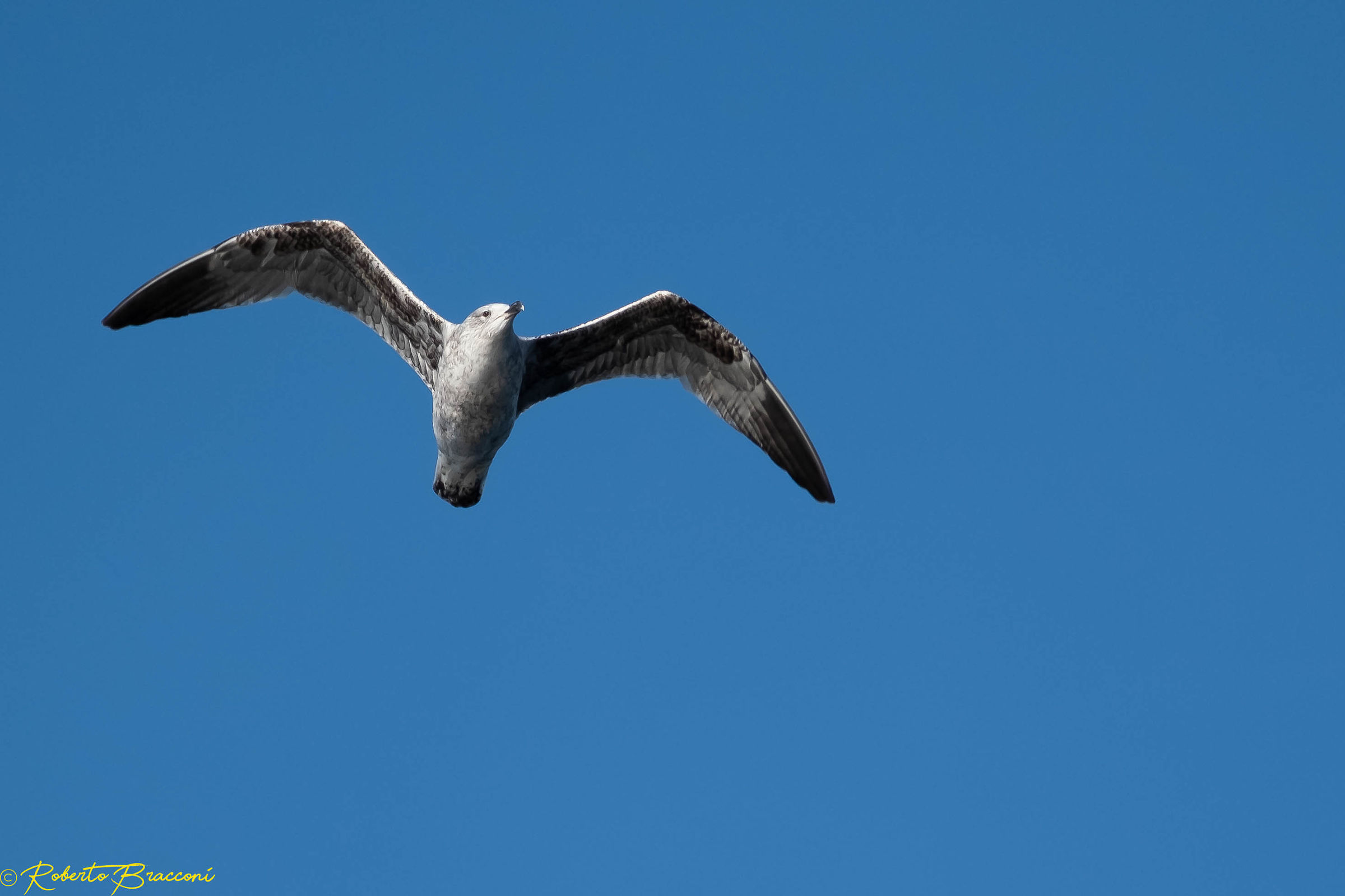 Gabbiano Reale Pontico?