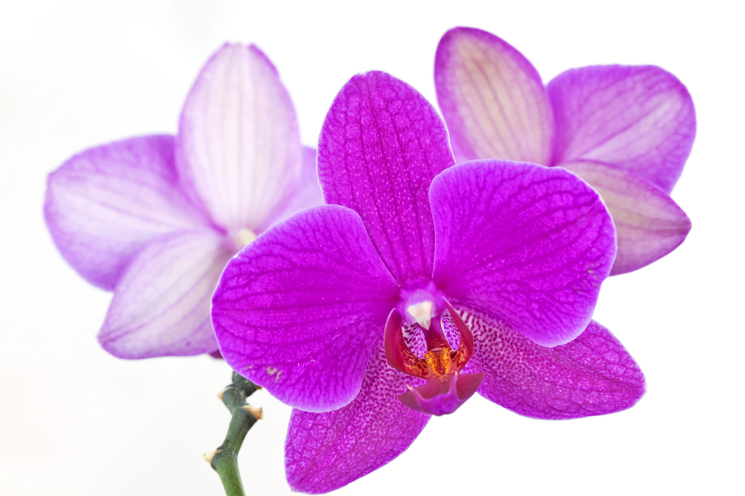 Orchidea