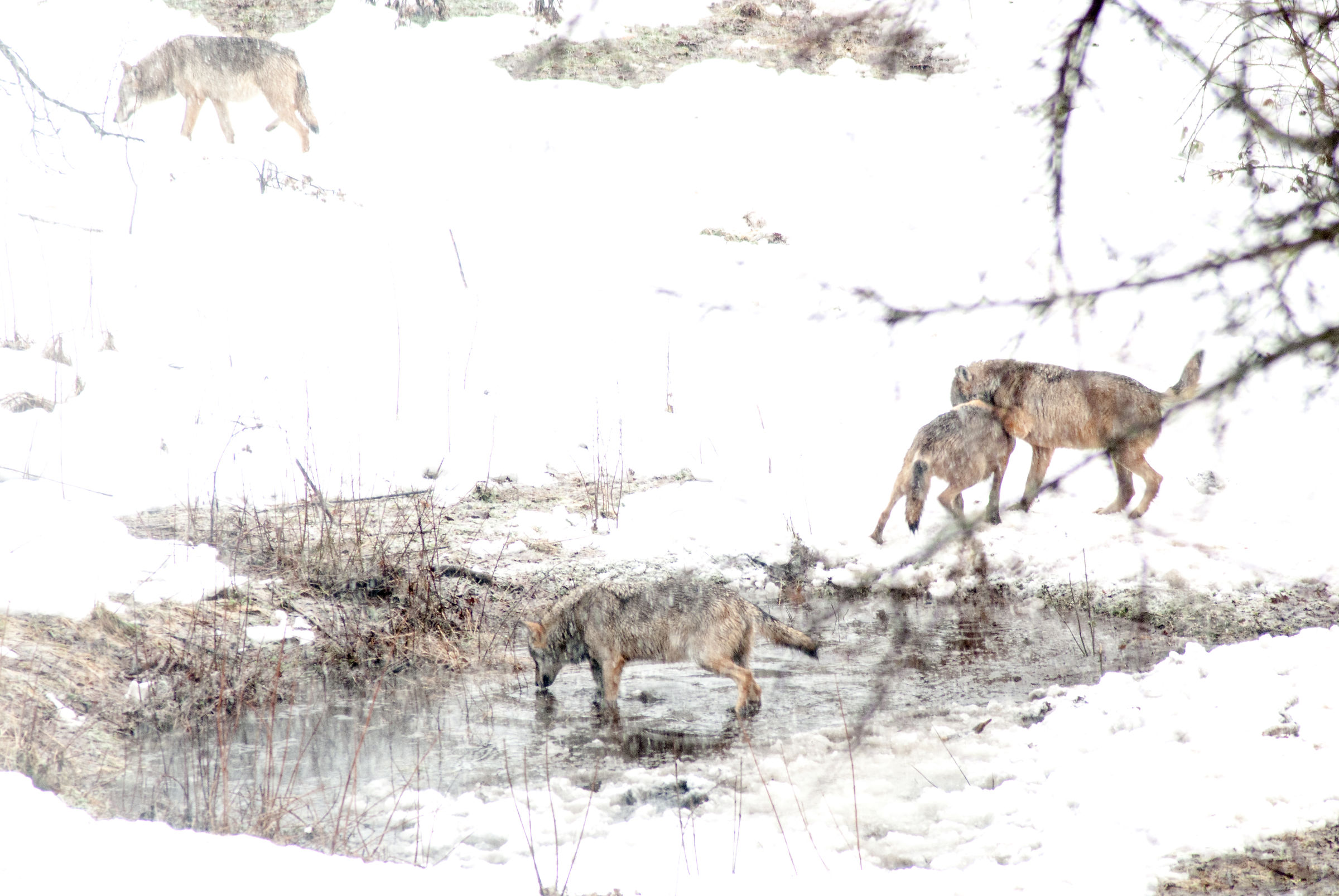 Wolves in the Snow
