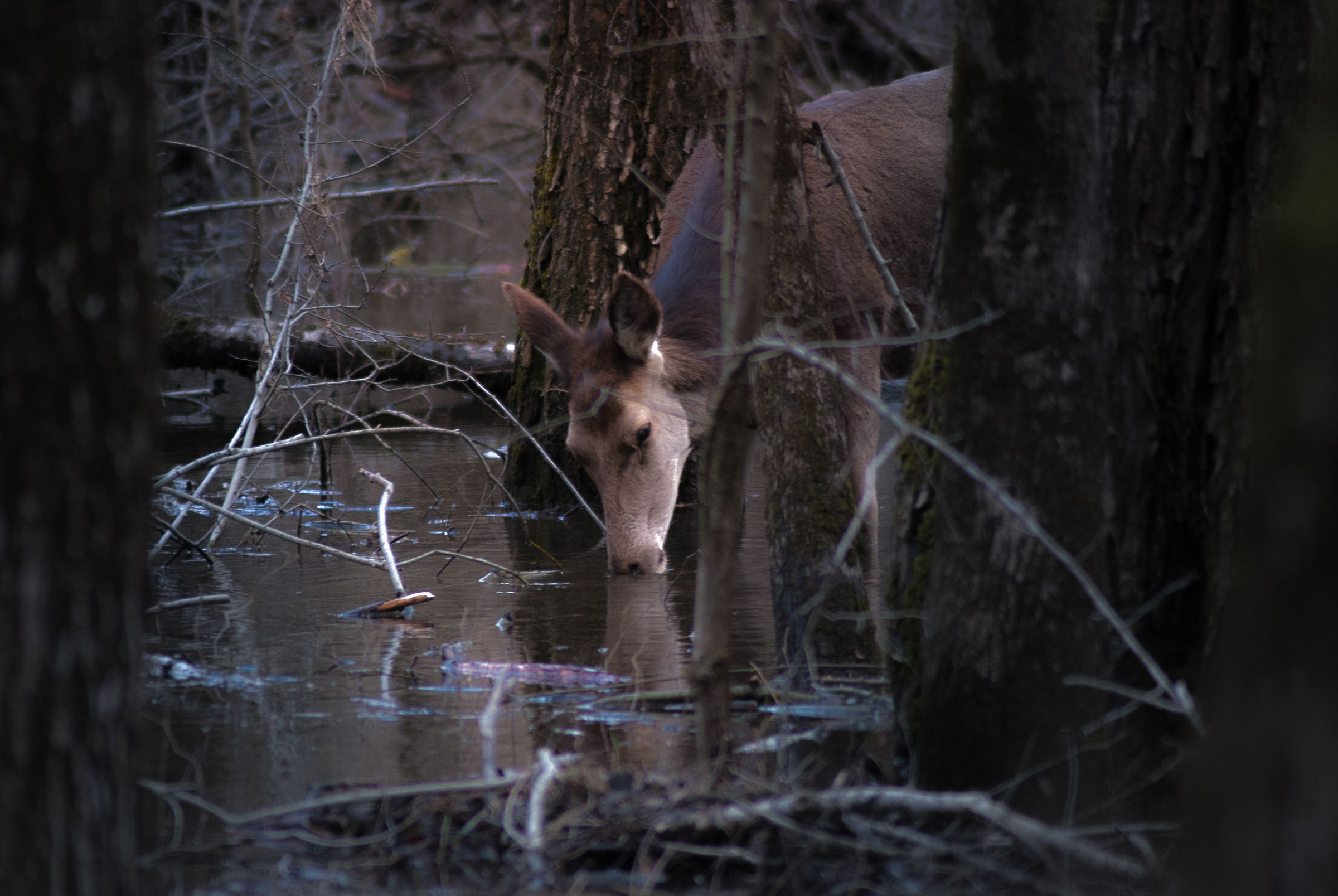 Giovane cervo nello stagno