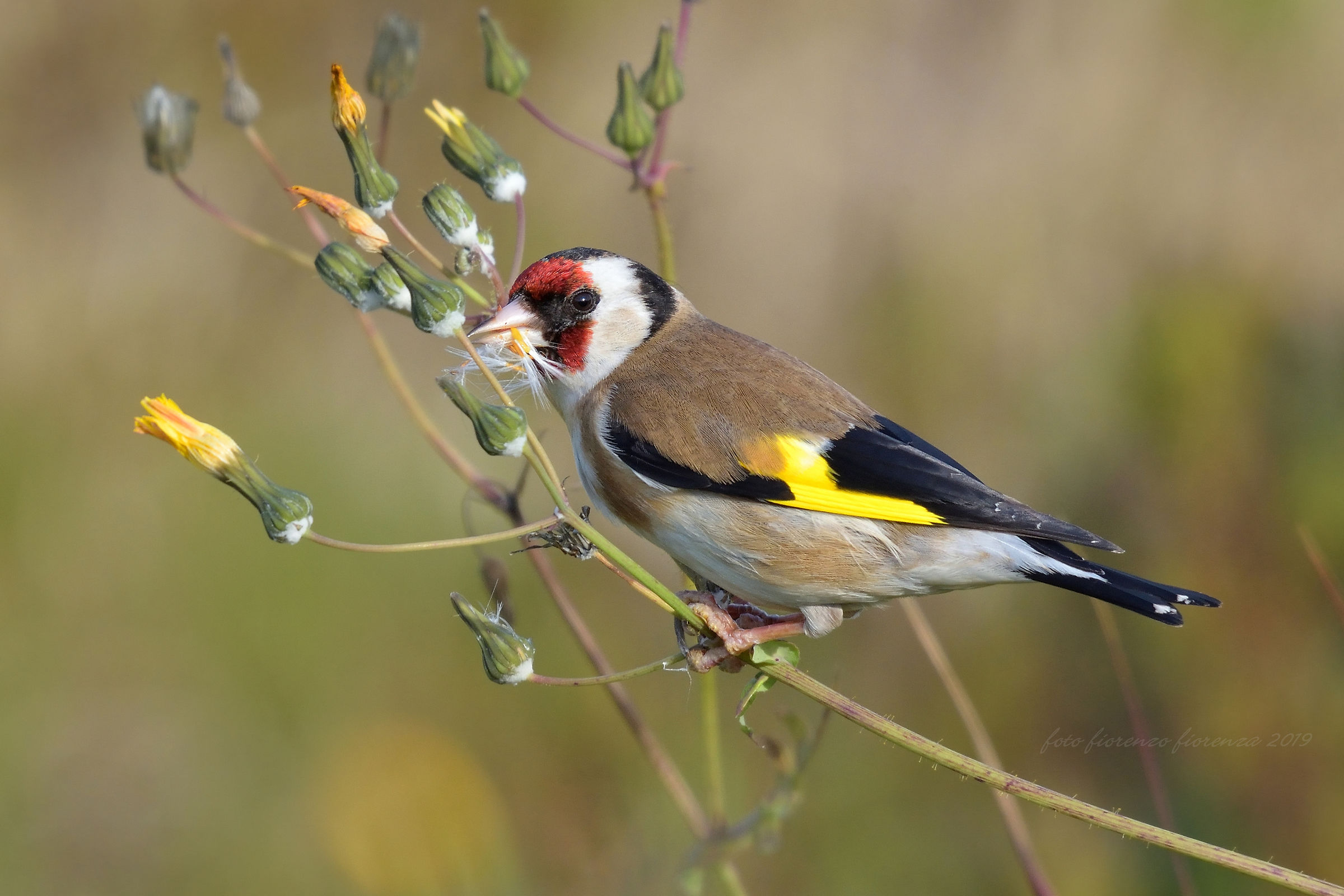 Goldfinch