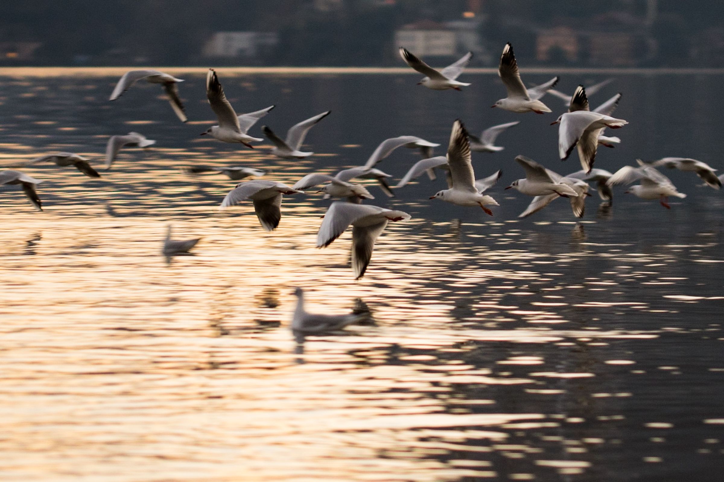 Seagulls at sunset