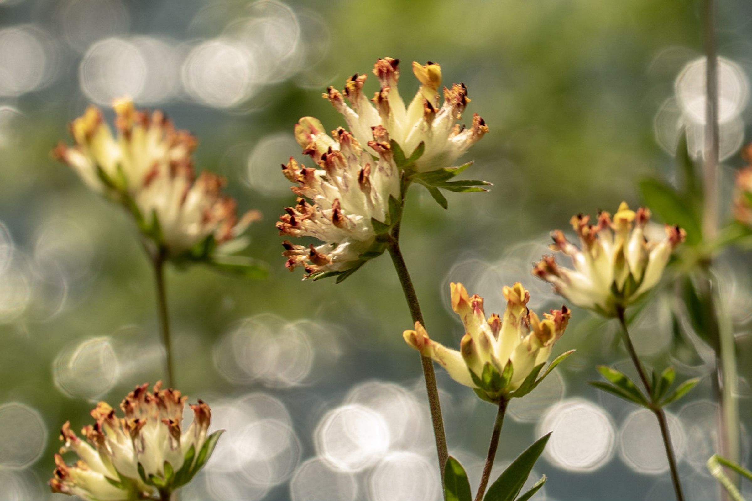 Bokeh in the Trisheets