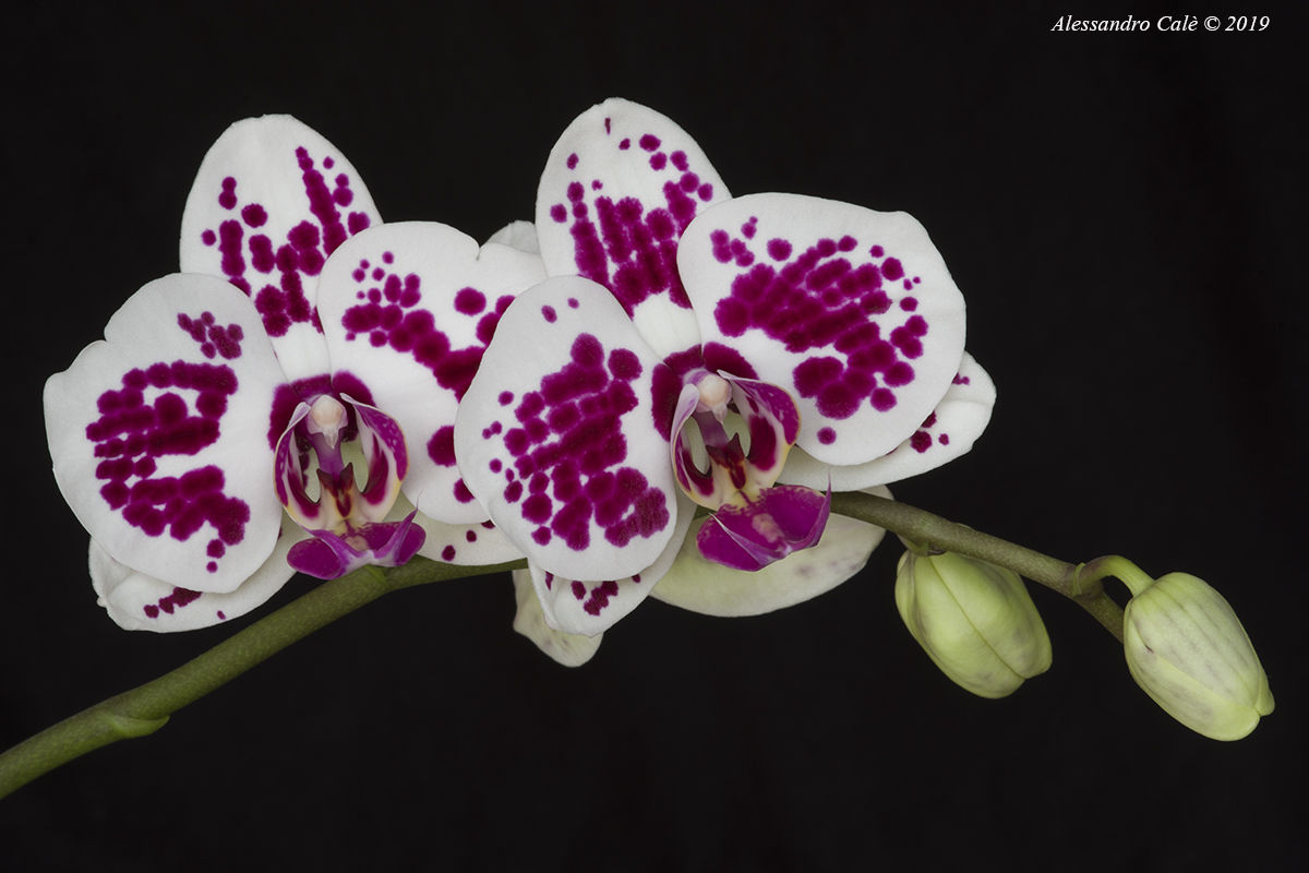Orchidea 6807