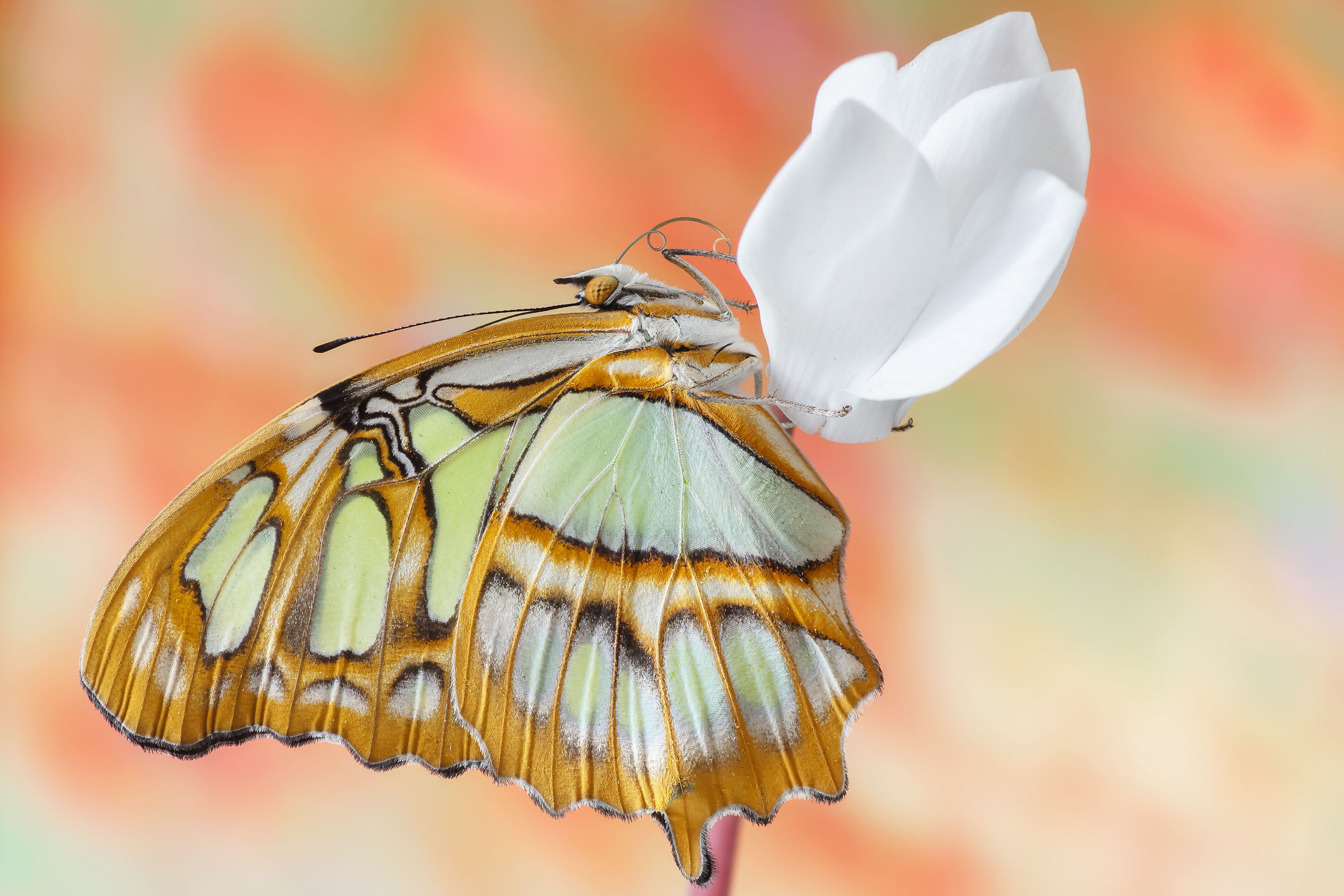 Siproeta stelenes (Linnaeus, 1758)