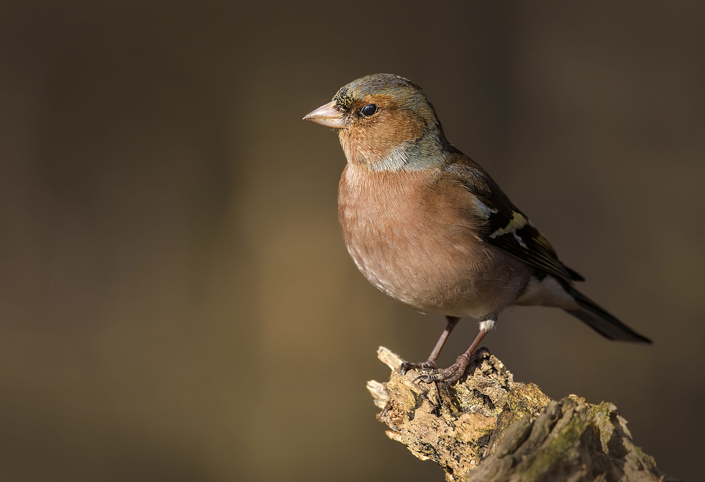 Chaffinch
