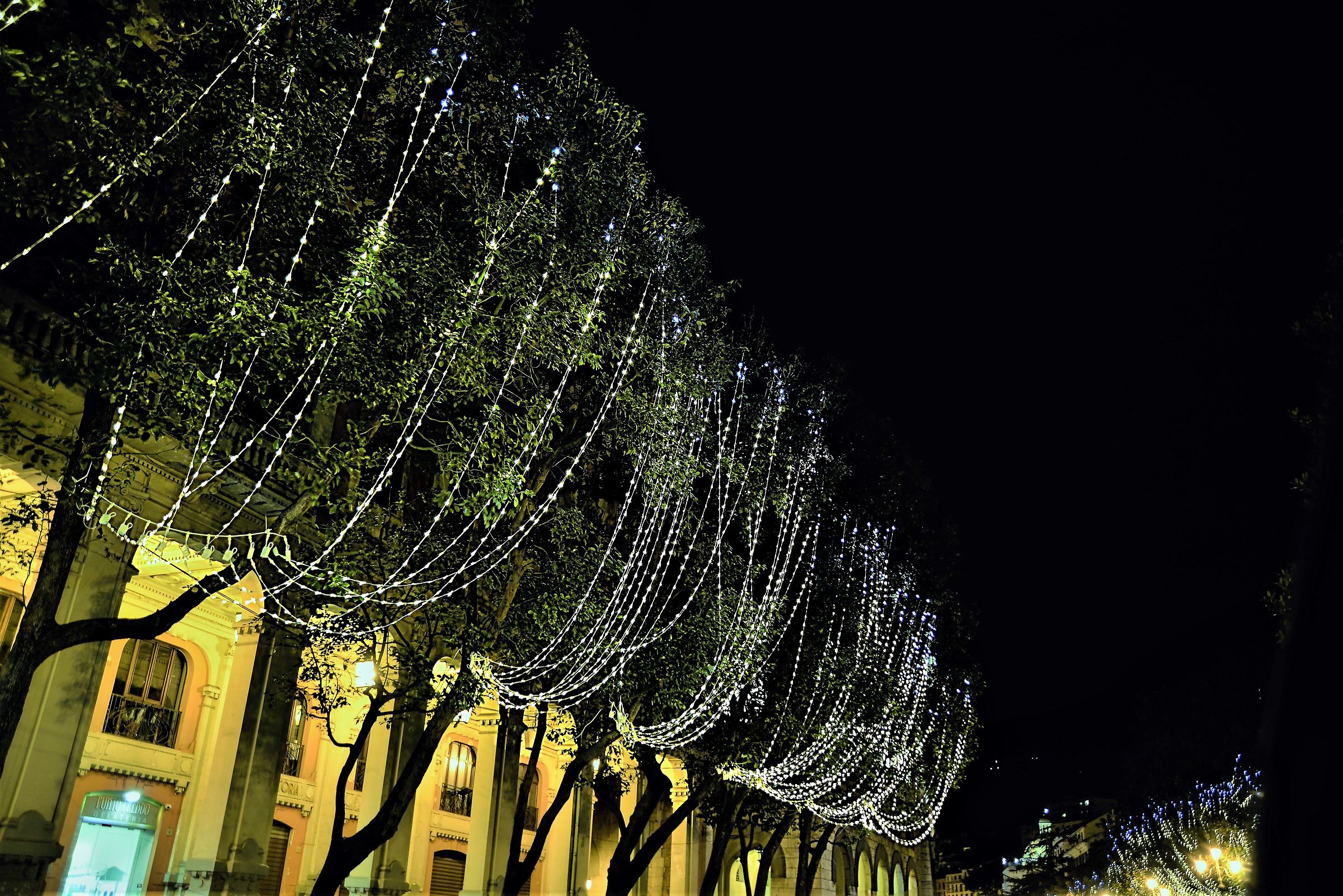 Gli alberi illuminati