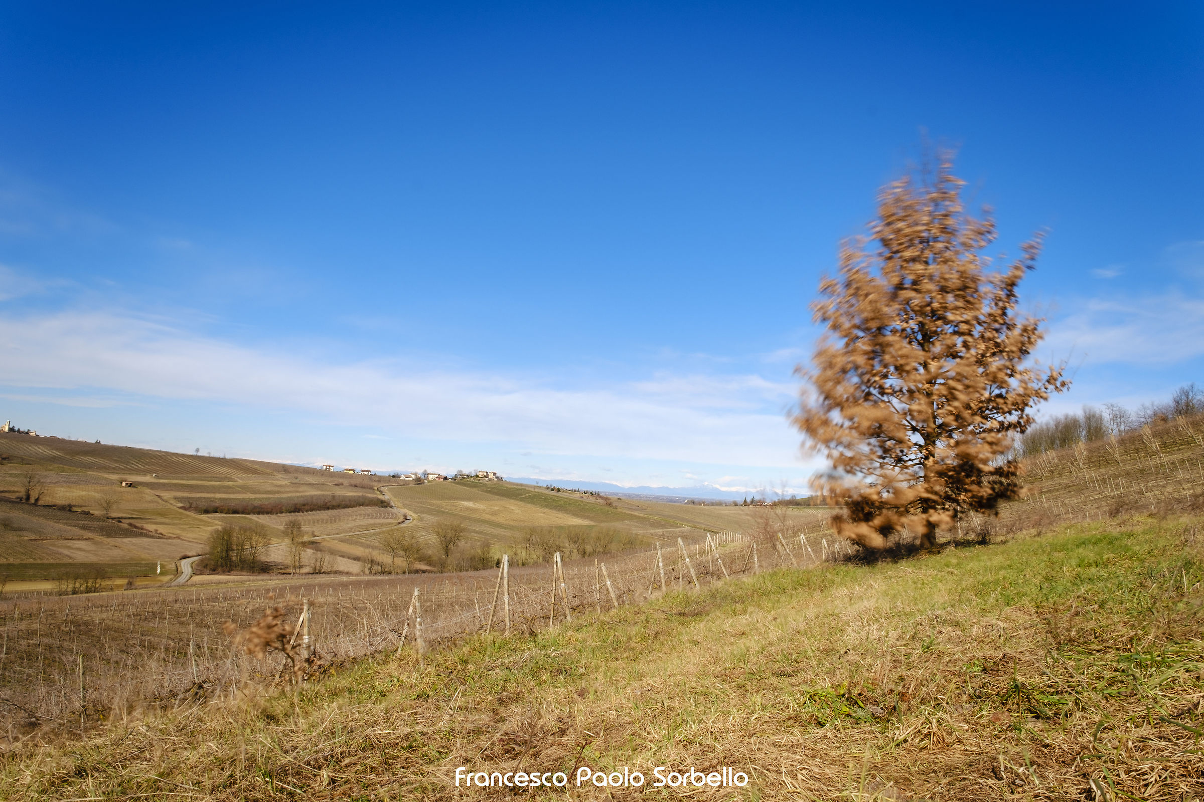 Wind between the branches
