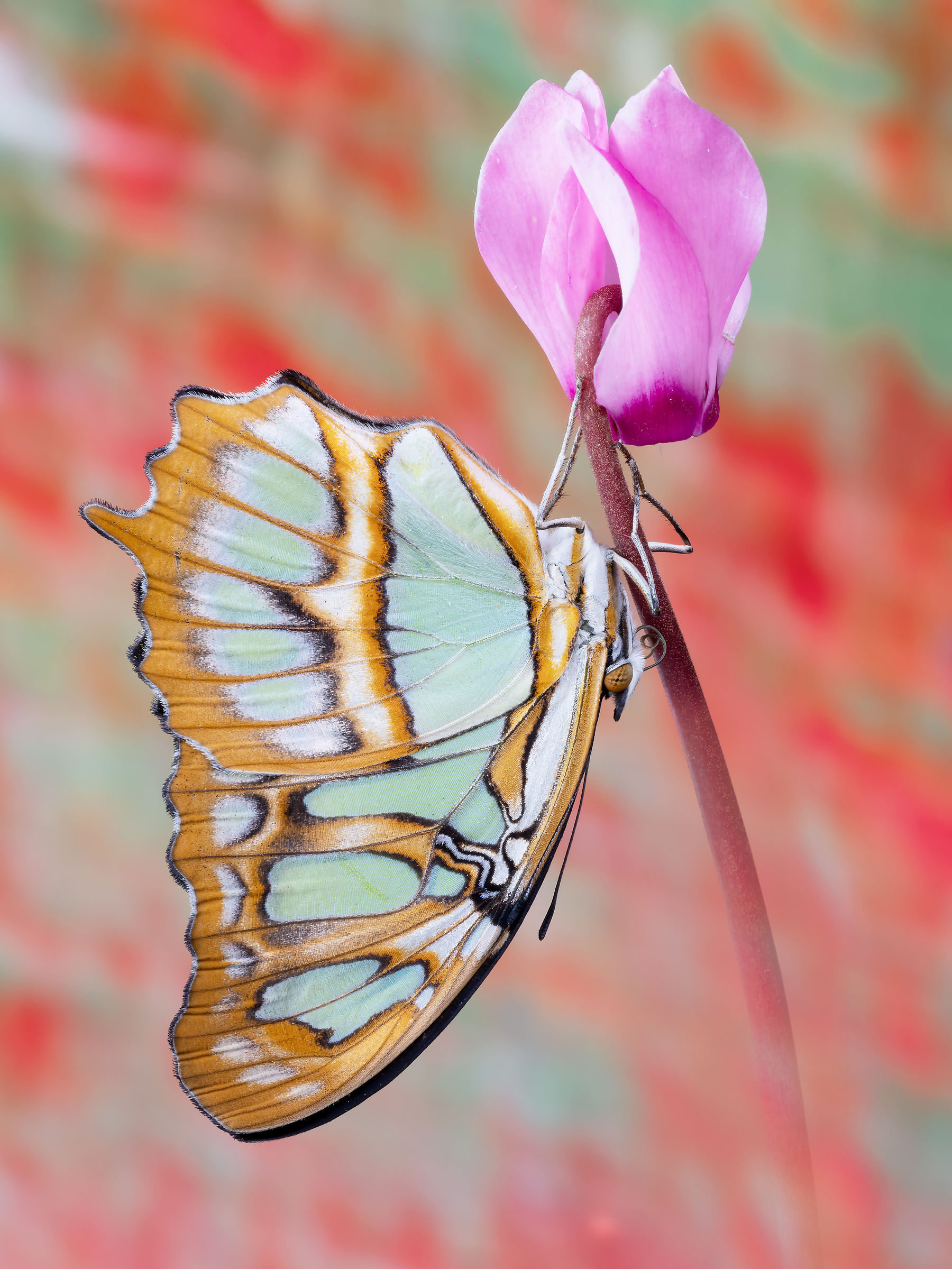 Siproeta stelenes (Linnaeus, 1758)