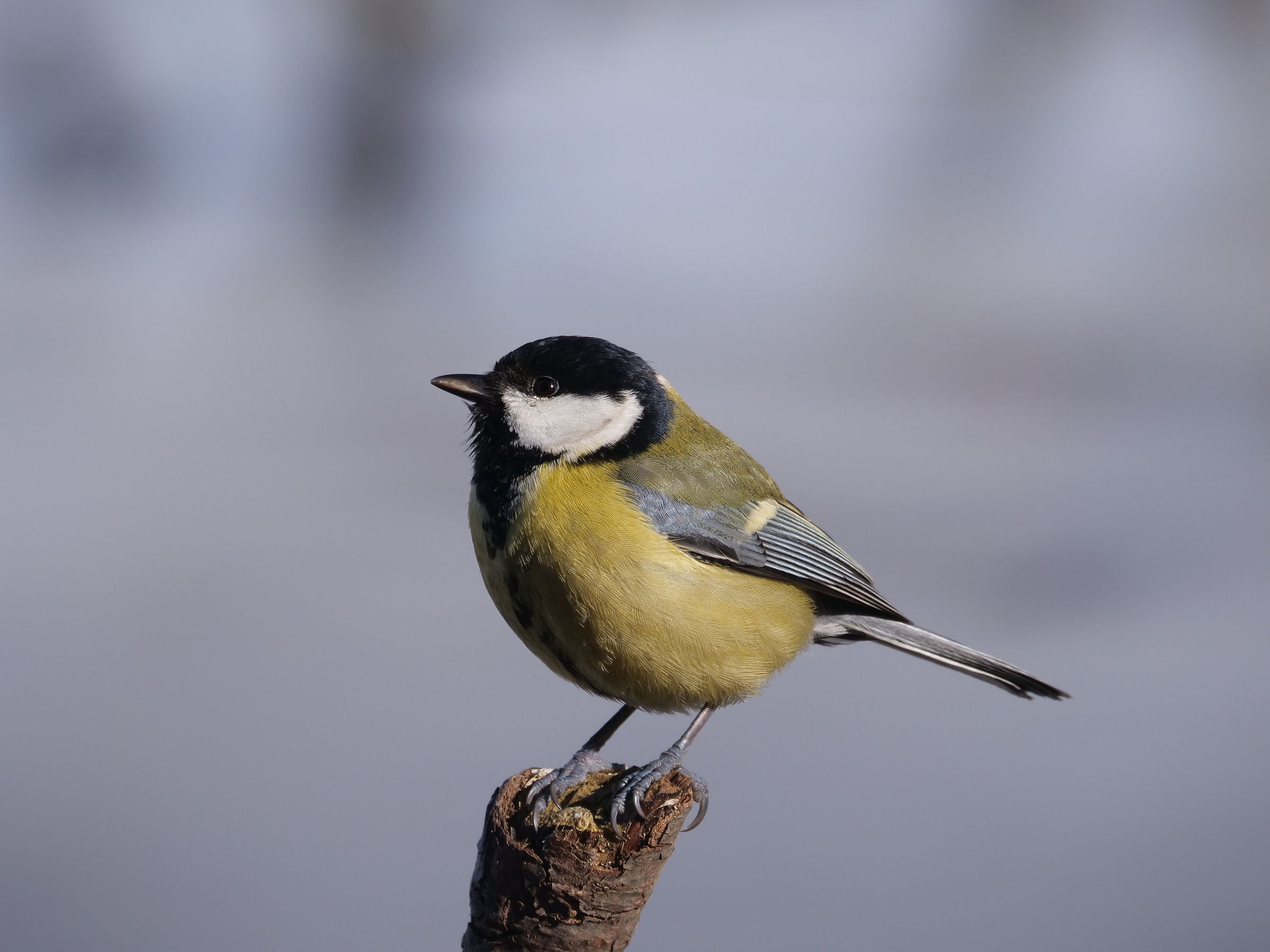 Cinciallegra (Parus major)