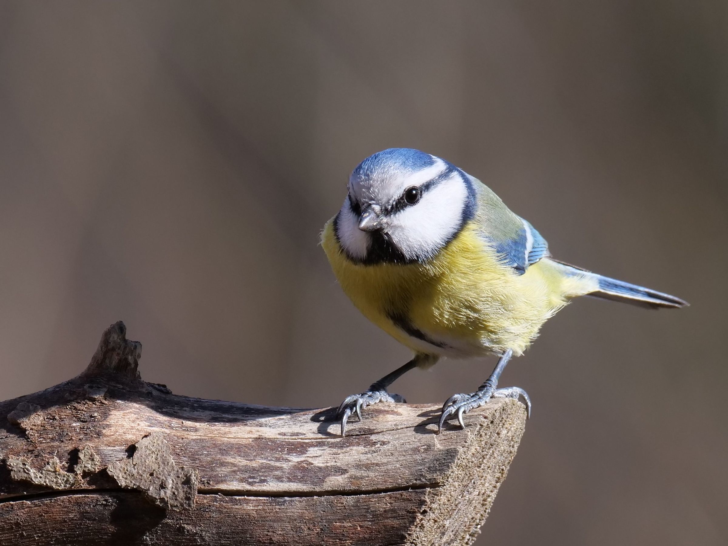 Cinciarella (Parus caeruleus)