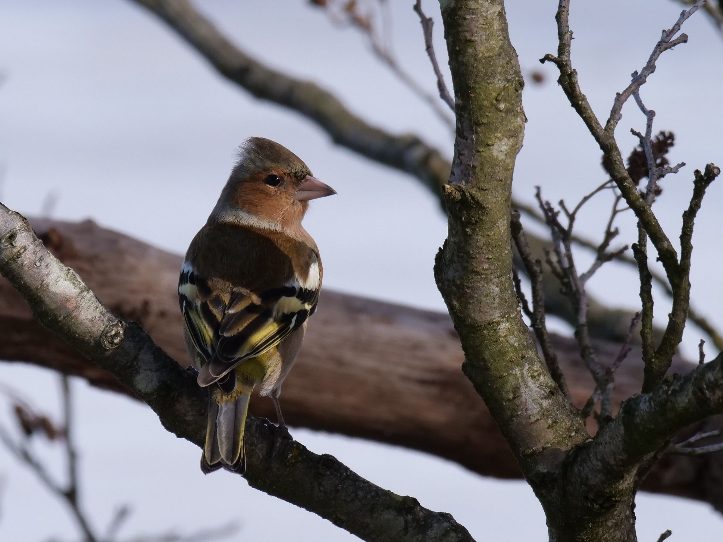 Fringuello (Fringilla coelebs)