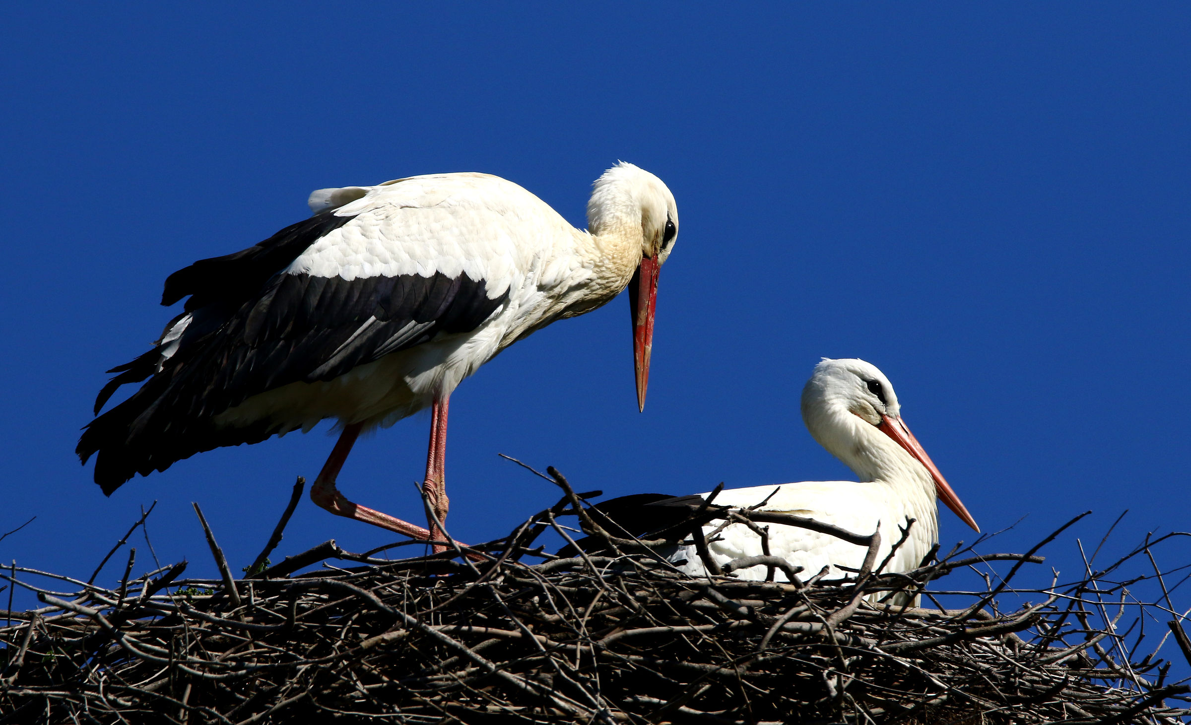 Couple of storks.