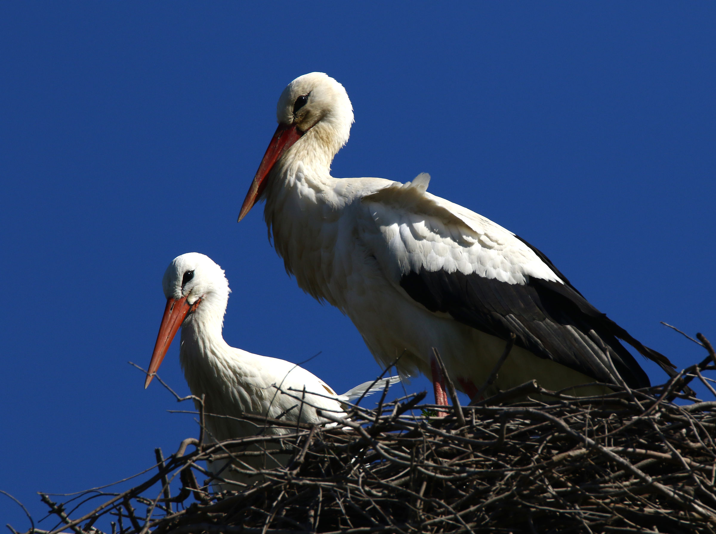 Couple of storks in the plain of Catania.