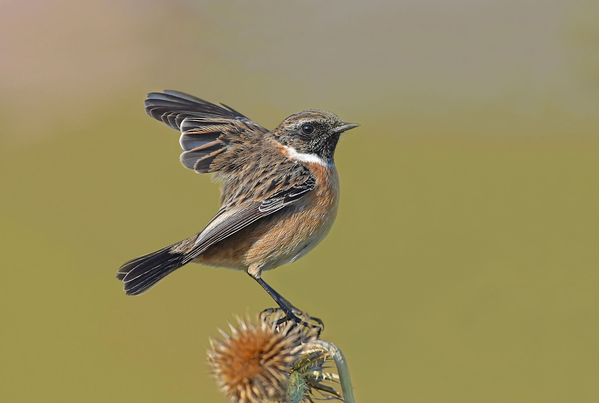 Stories of Feathers 8 (Saltimpalo)