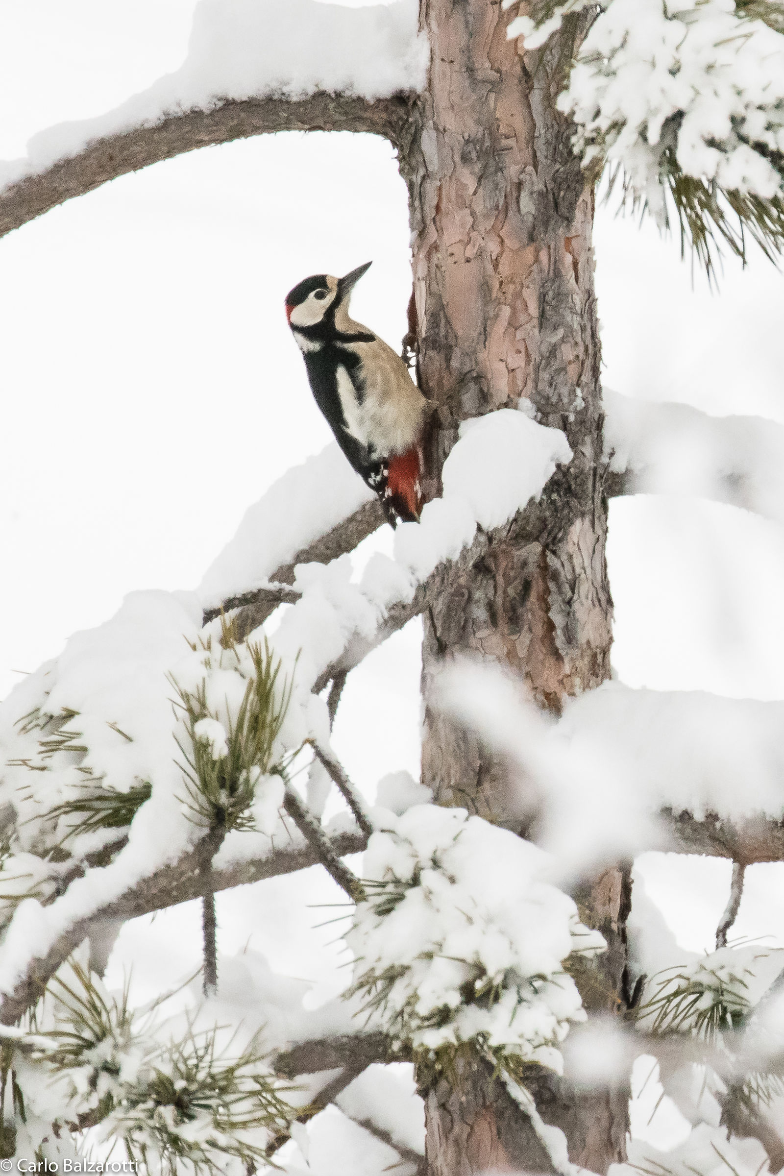 Picchio nella neve