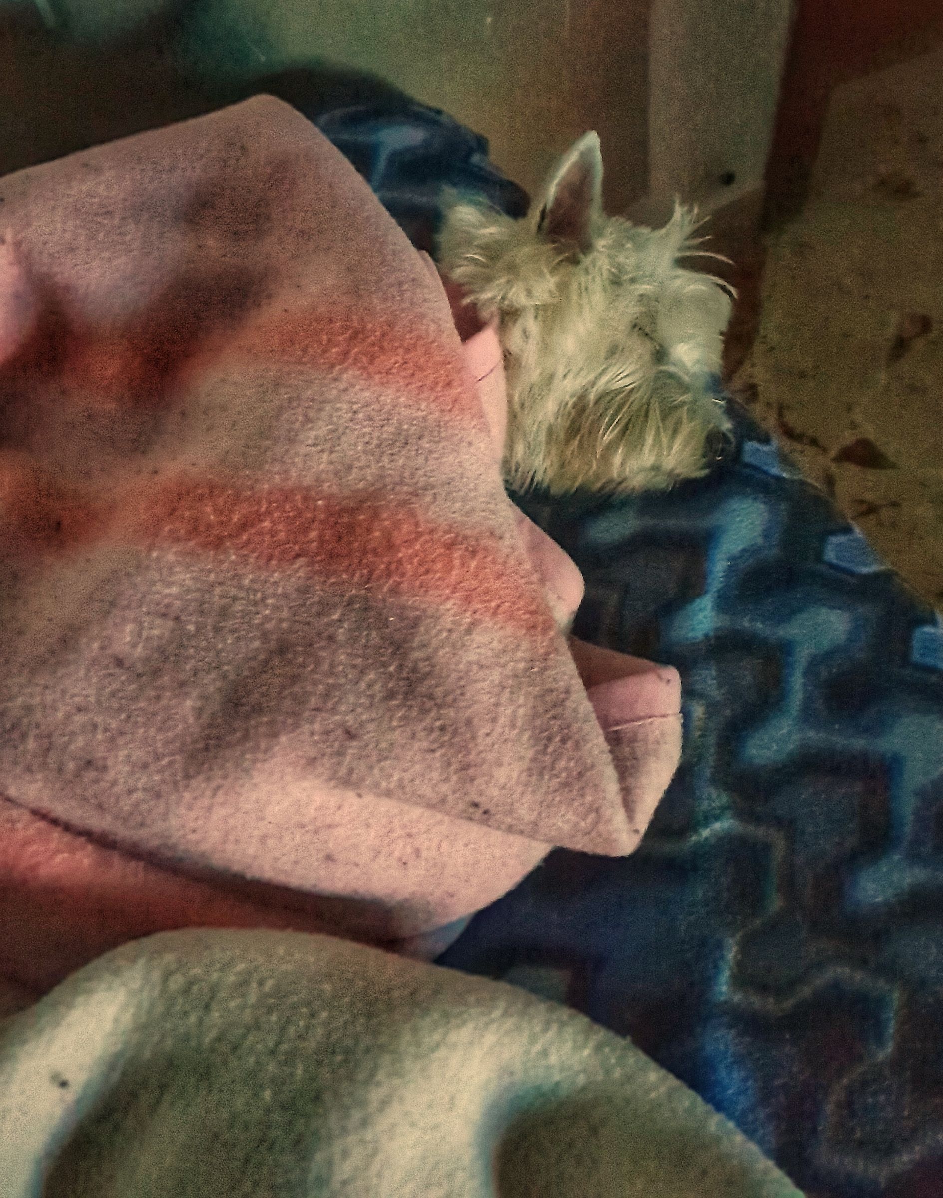 Antico negozio parogino