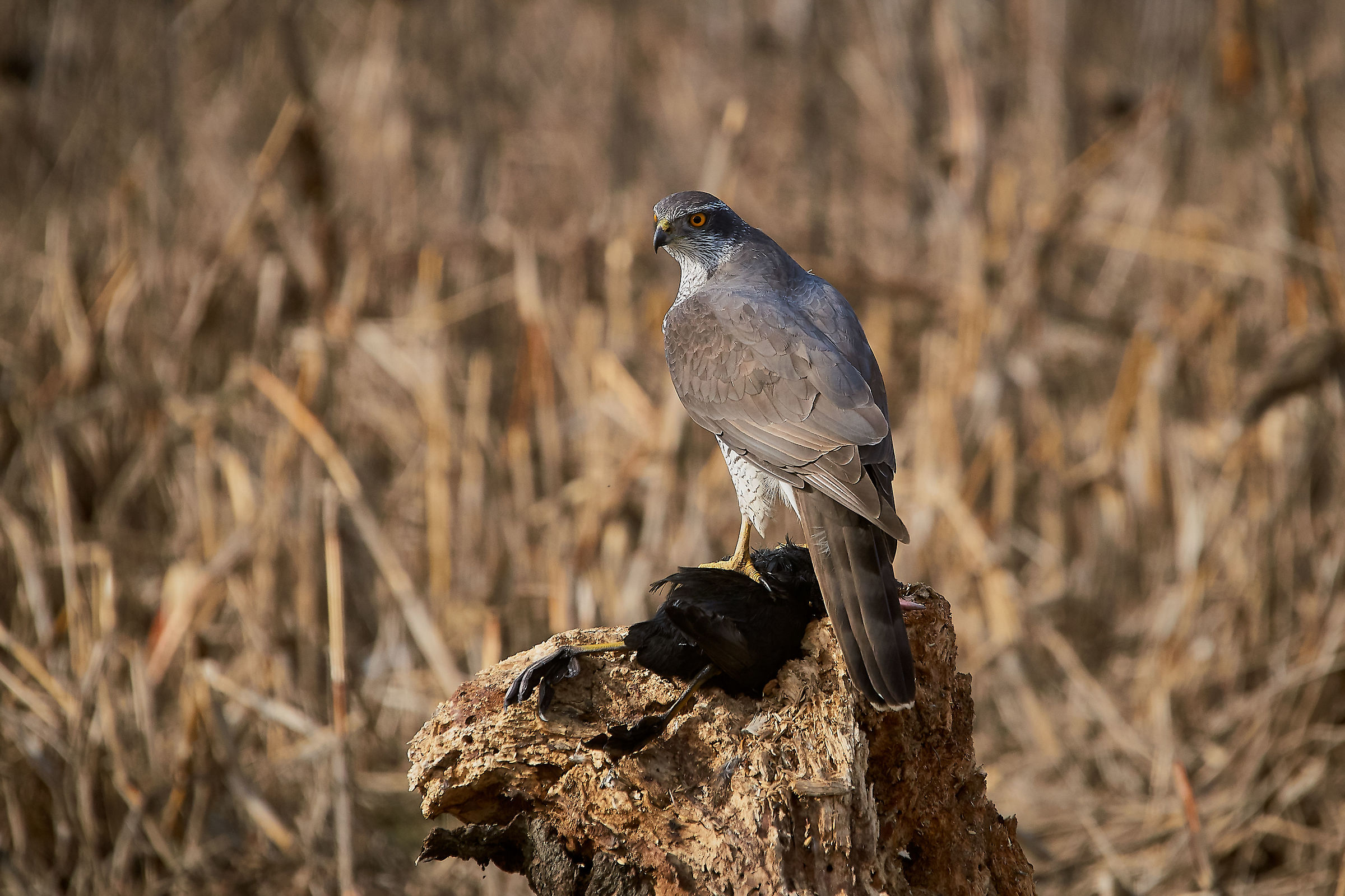 Goshawk with Coot