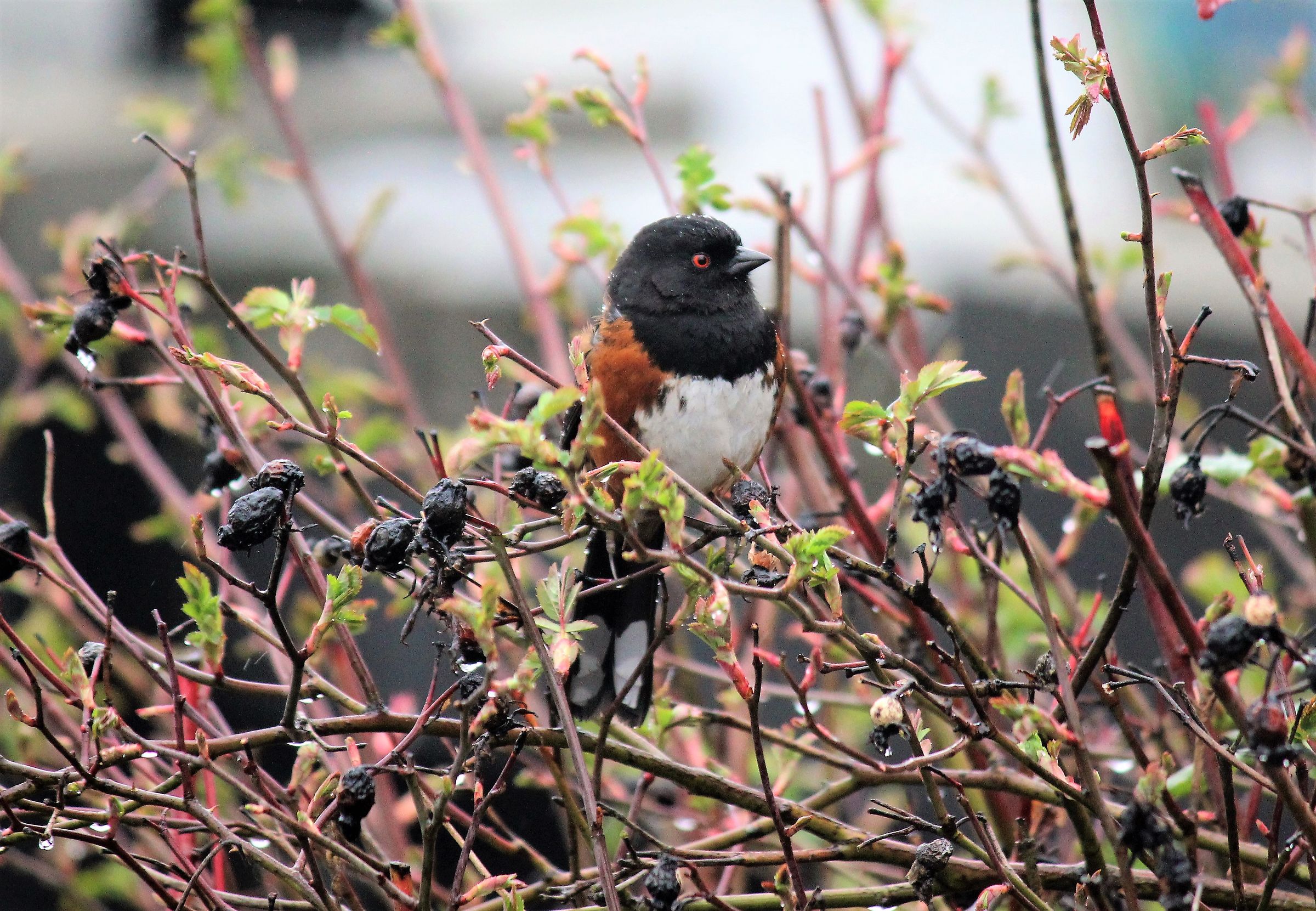 Towhee macchiato (pipilo maculatus)-Marina Vancover