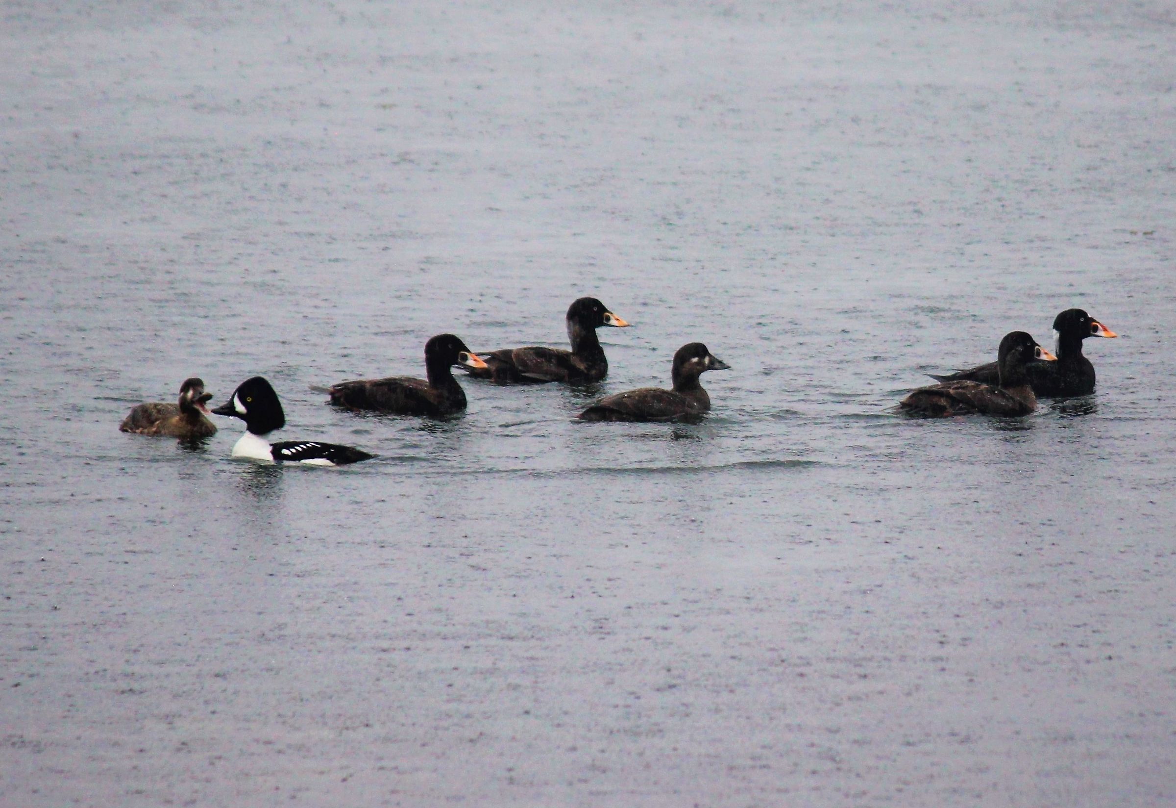 Orco marino dagli occhiali-Stanley Park-Vancouver