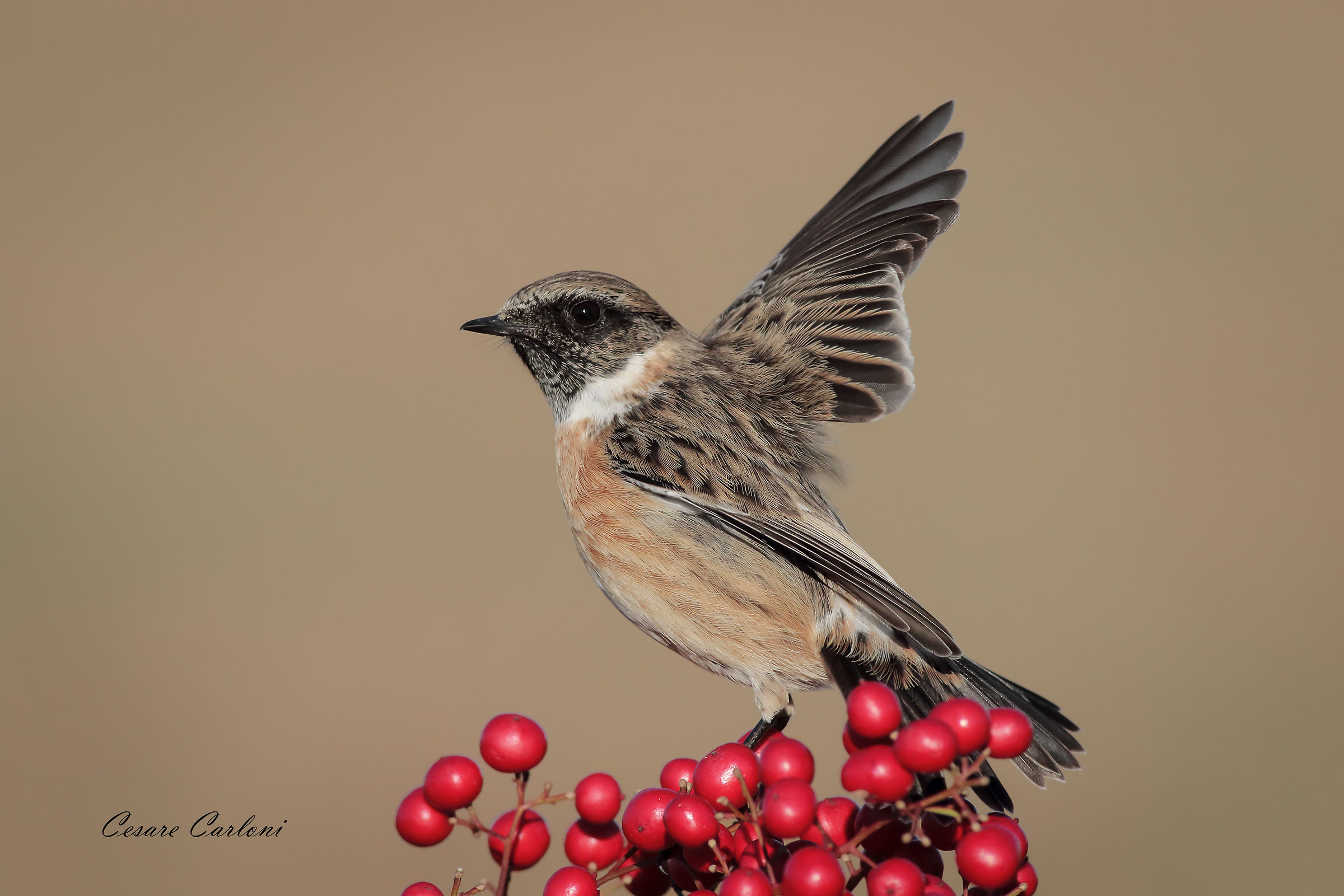saltimpalo (sacsicola torquata)