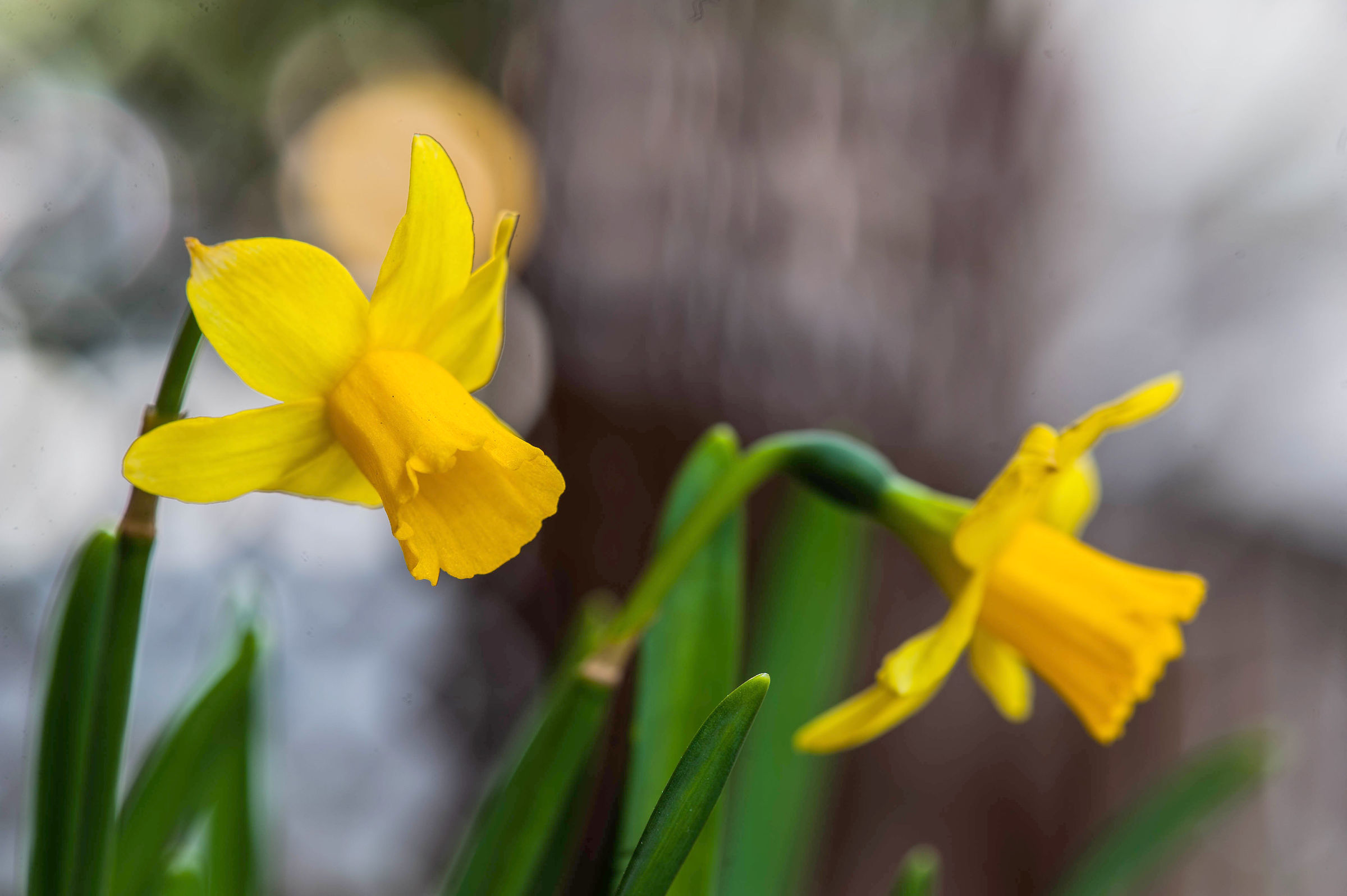 Daffodils