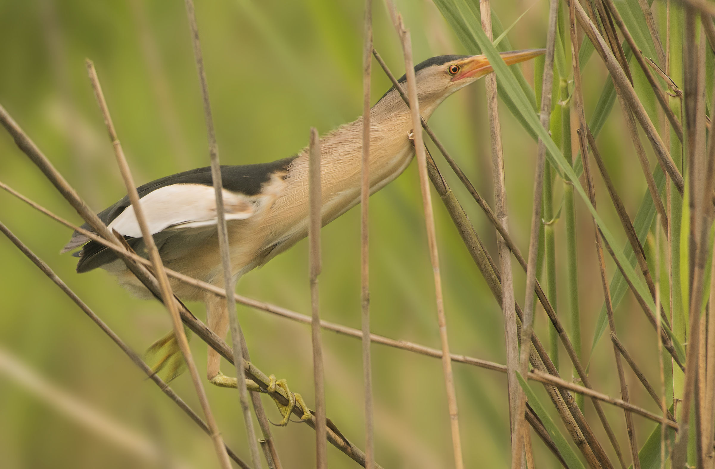 The moment before the Infractata