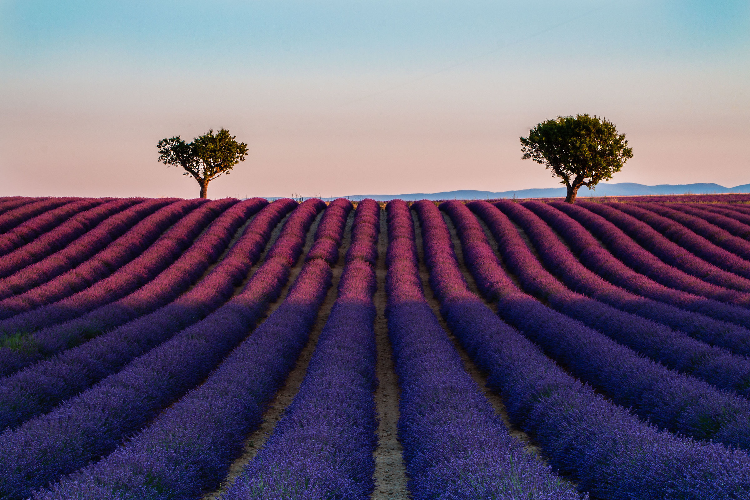 Alba sui campi di lavanda