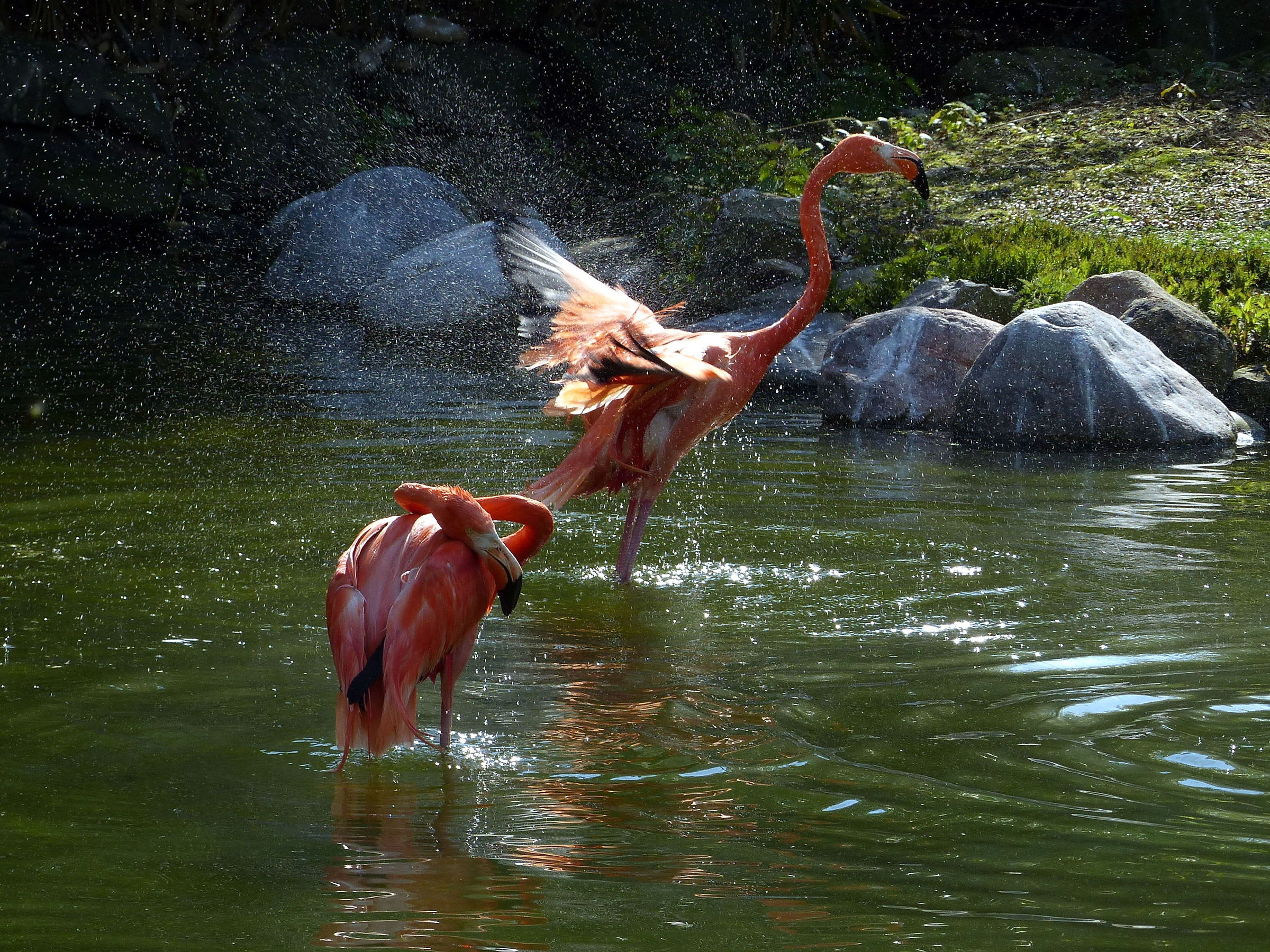Flamingos who bathe