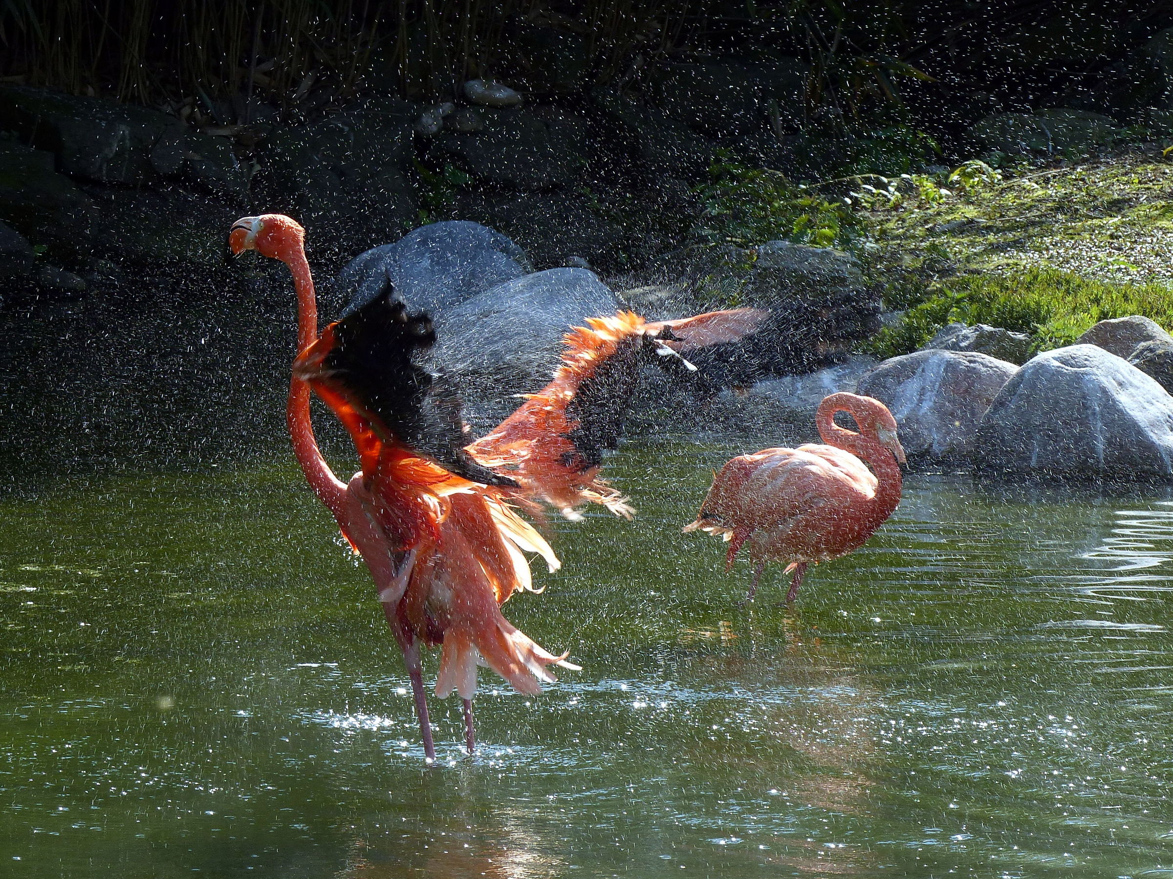Flamingos who bathe