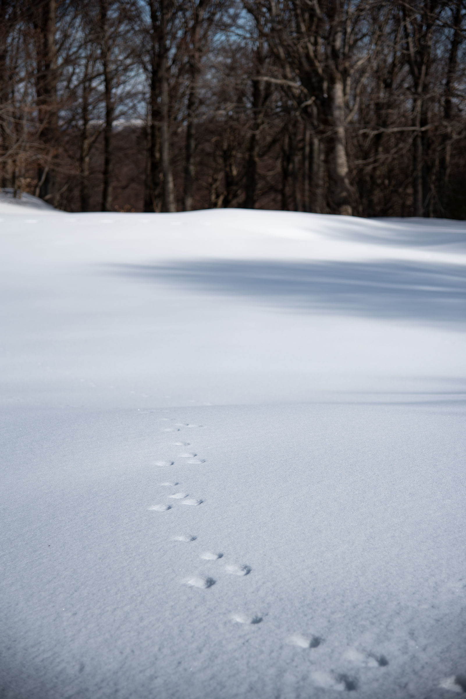 In the footsteps of an animal