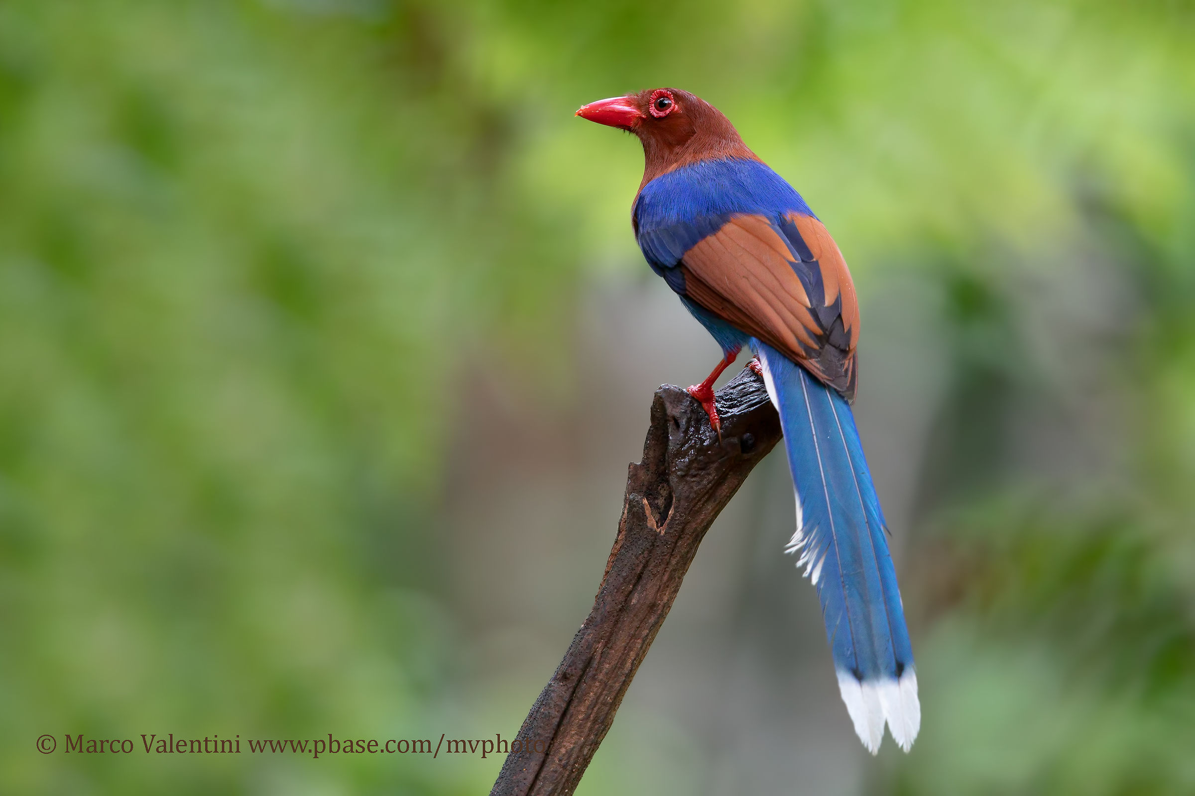 Gazza azzurra di Sri Lanka