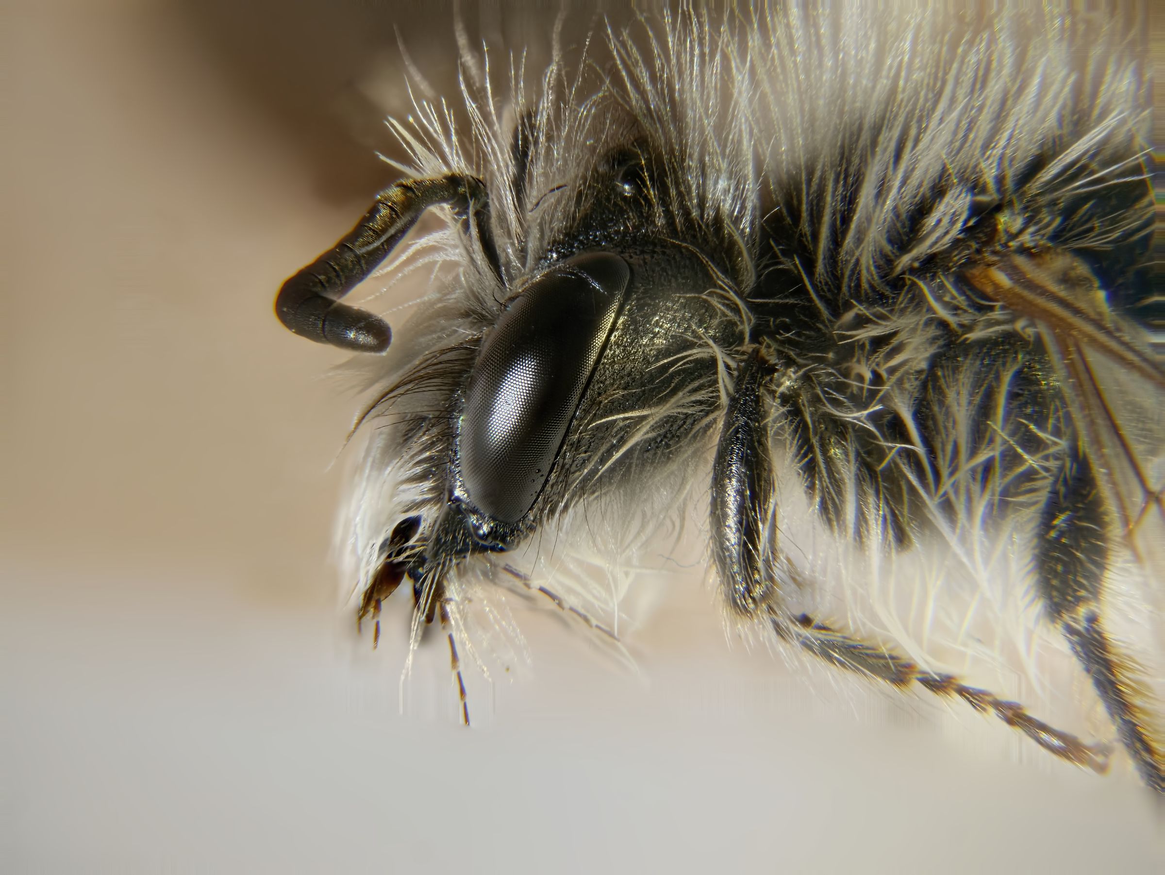 Hymenoptera > Melittidae > Dasypoda altercator (bee)