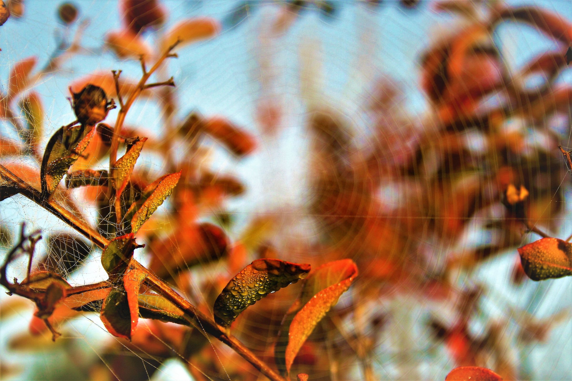 Morning Dew on a web