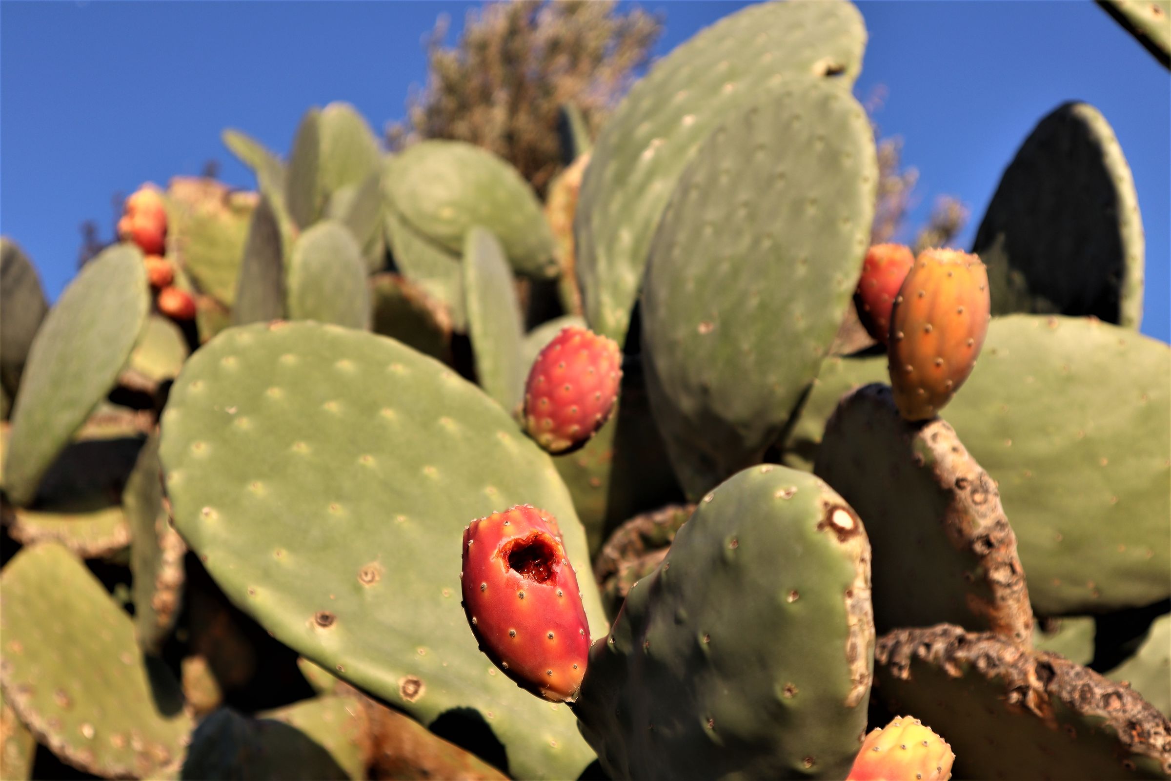 Fichi d'india (frutti)