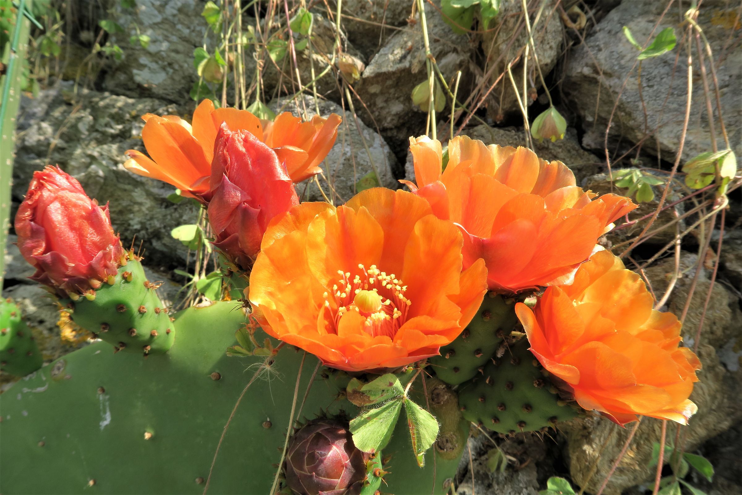 Fichi d'india (fiori)