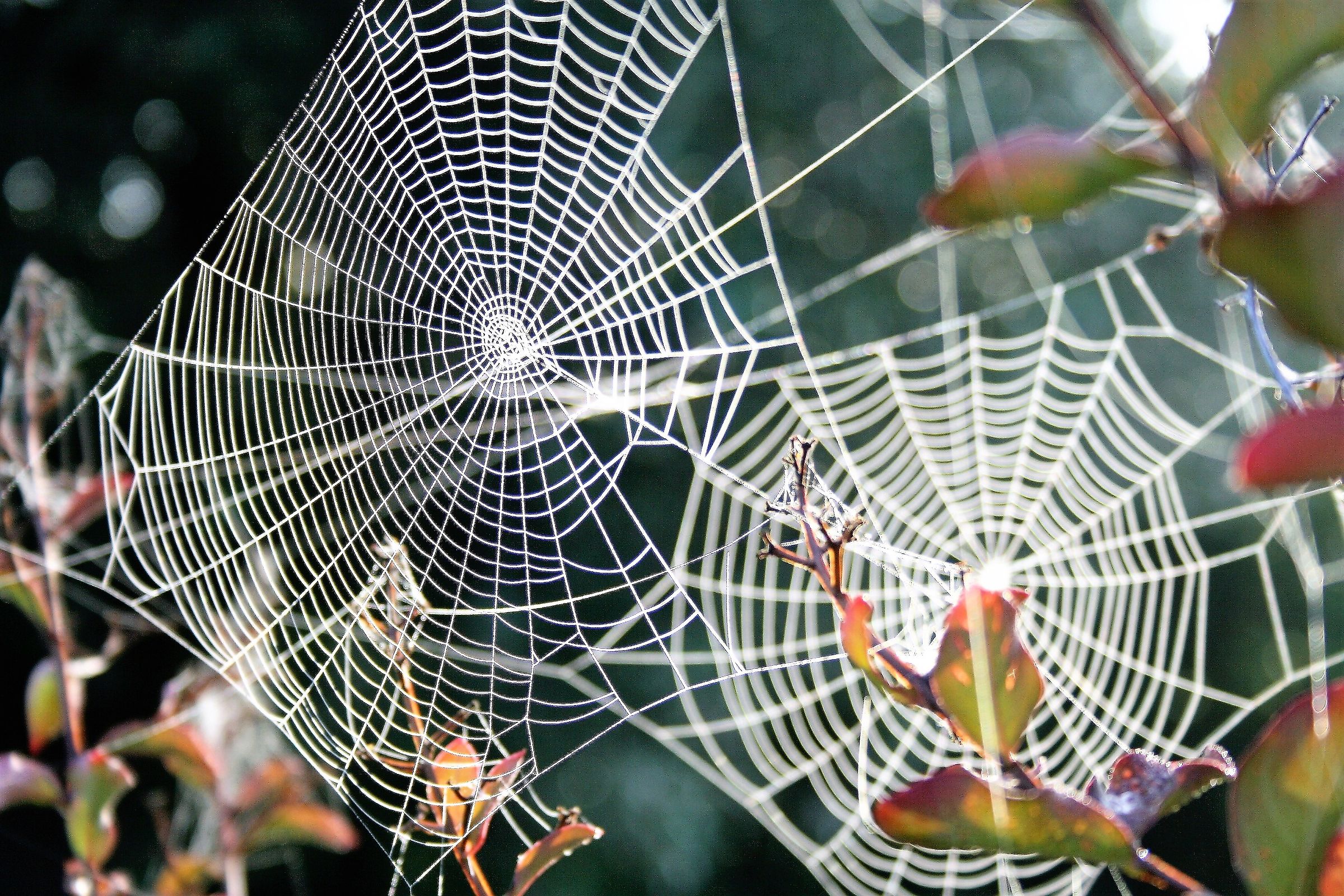 Detail of a cobweb woven by a crocia spider