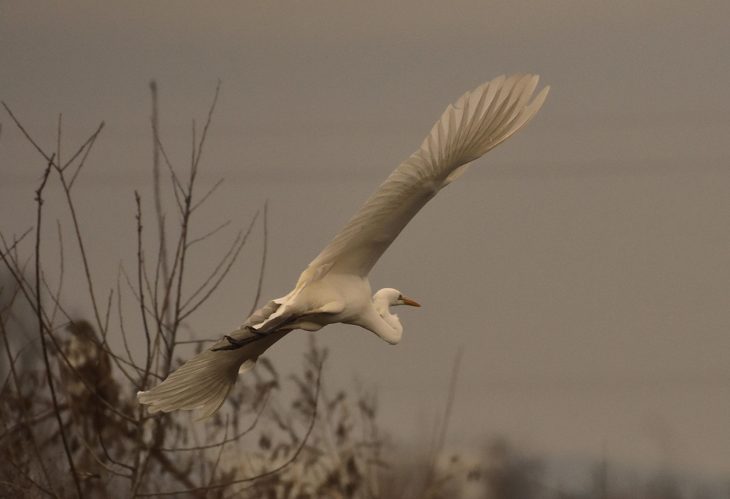 airone bianco maggiore